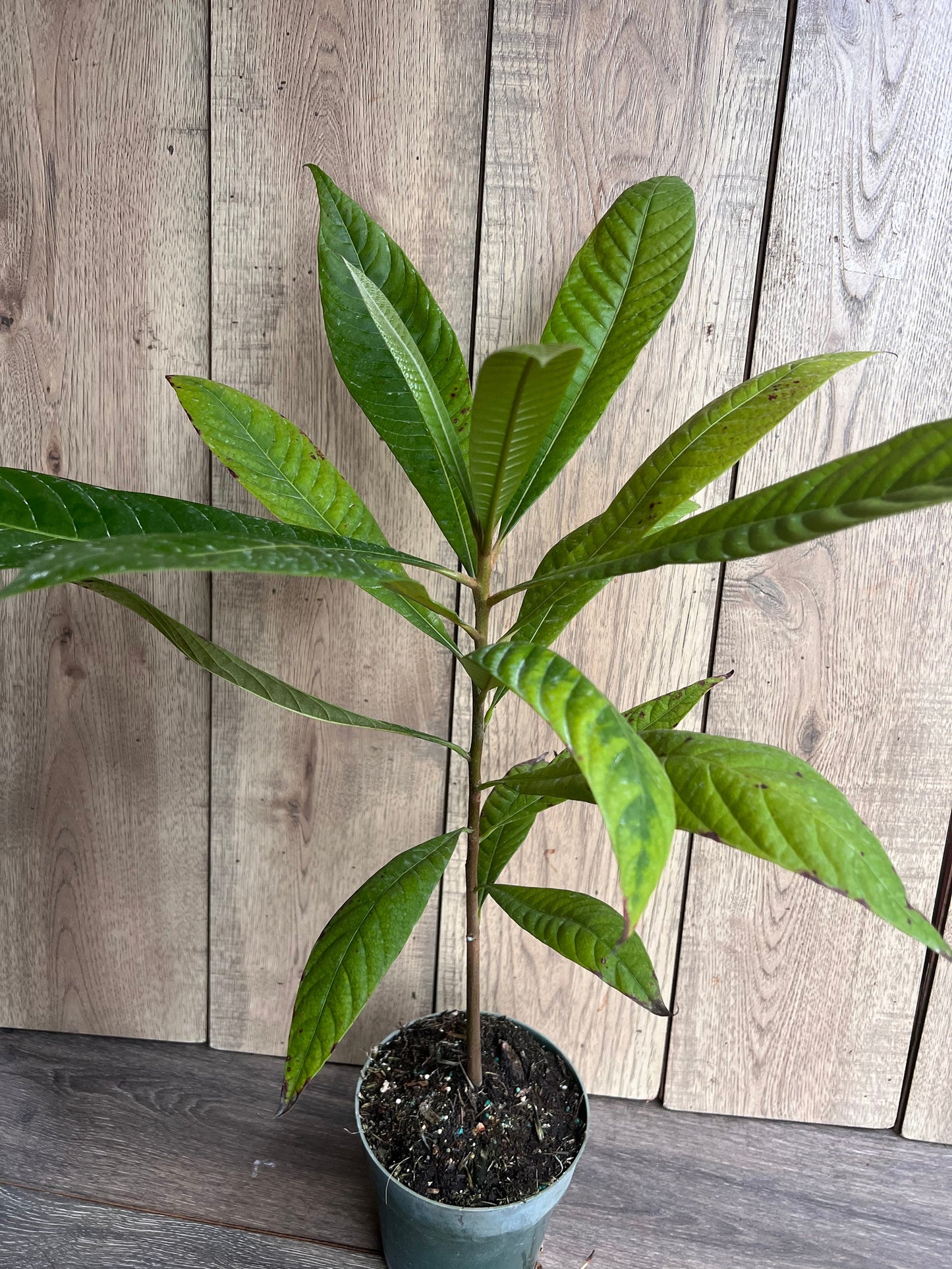 Mamey sapote , Pouteria sapota, in half Gallon Pot