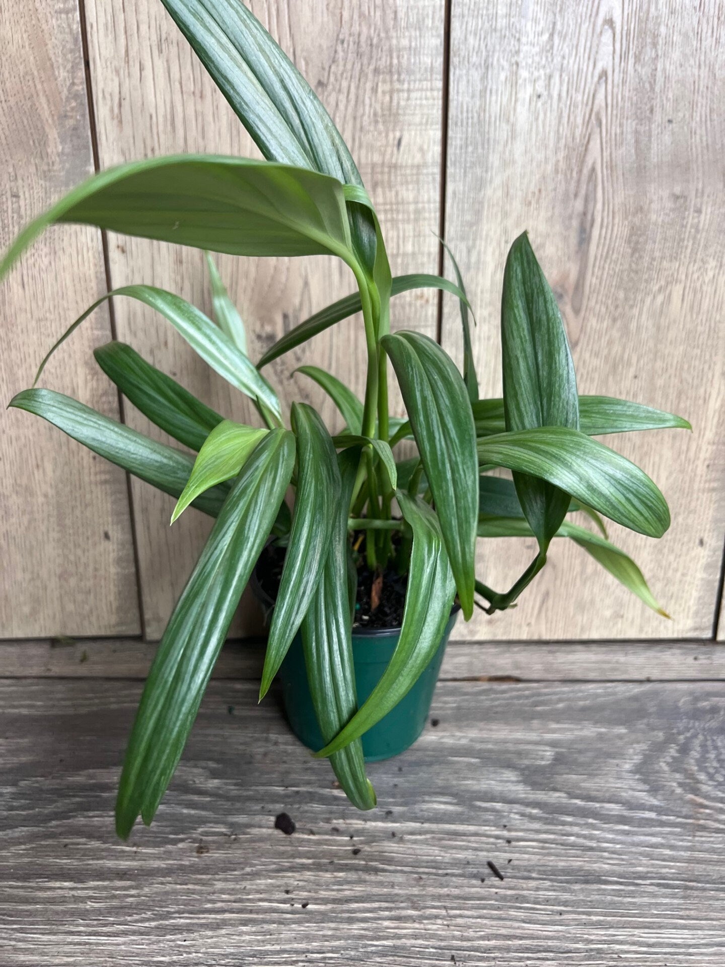 Epipremnum Amplissimum Silver in 4" Pot