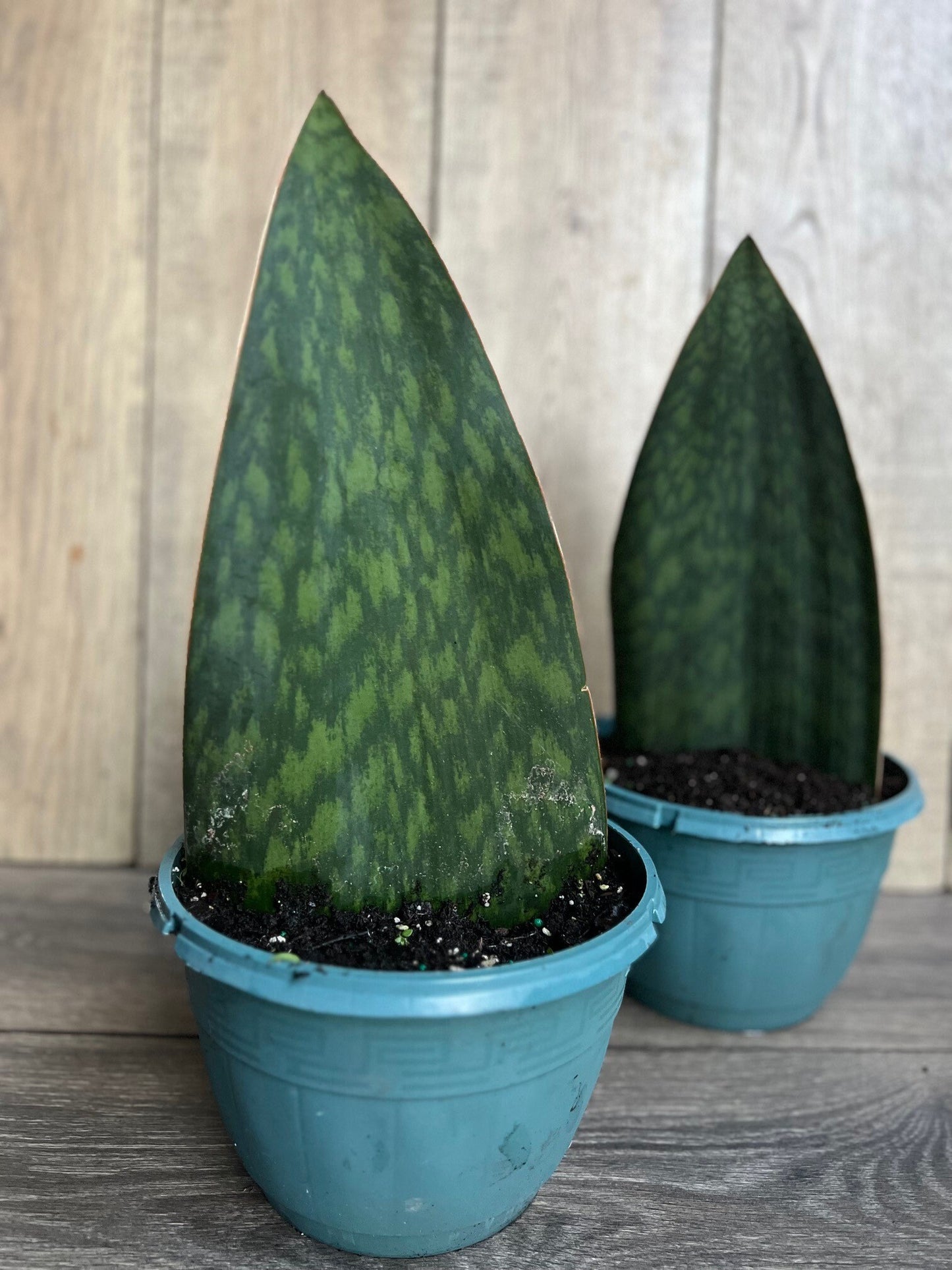 Sansevieria Masoniana, Sansevieria Whale Fin, Snake Plant in 8" Pot