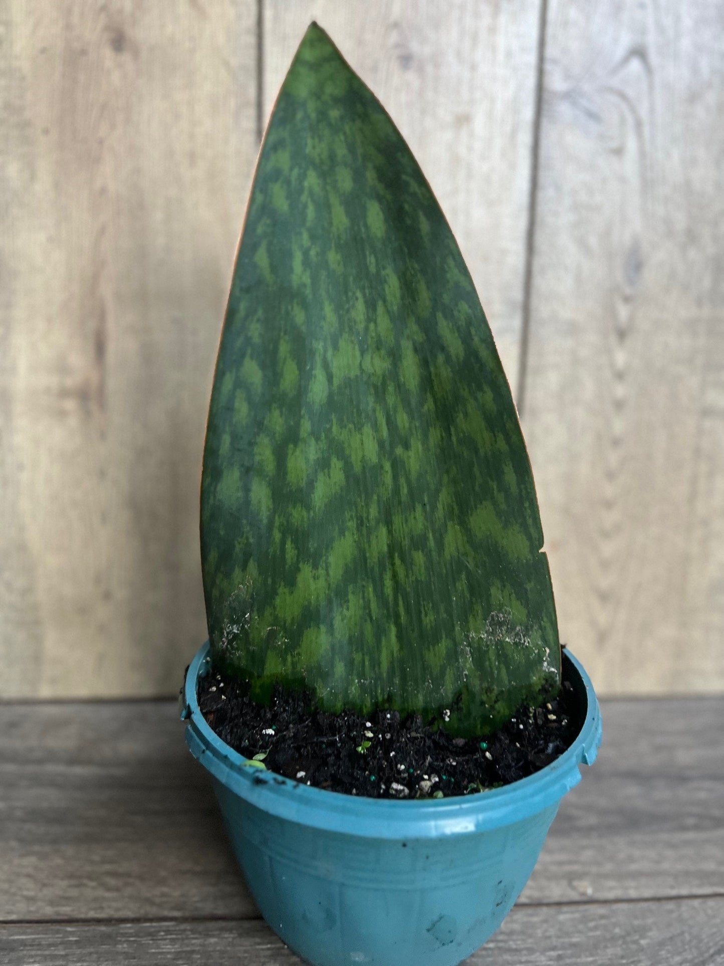 Sansevieria Masoniana, Sansevieria Whale Fin, Snake Plant in 8" Pot