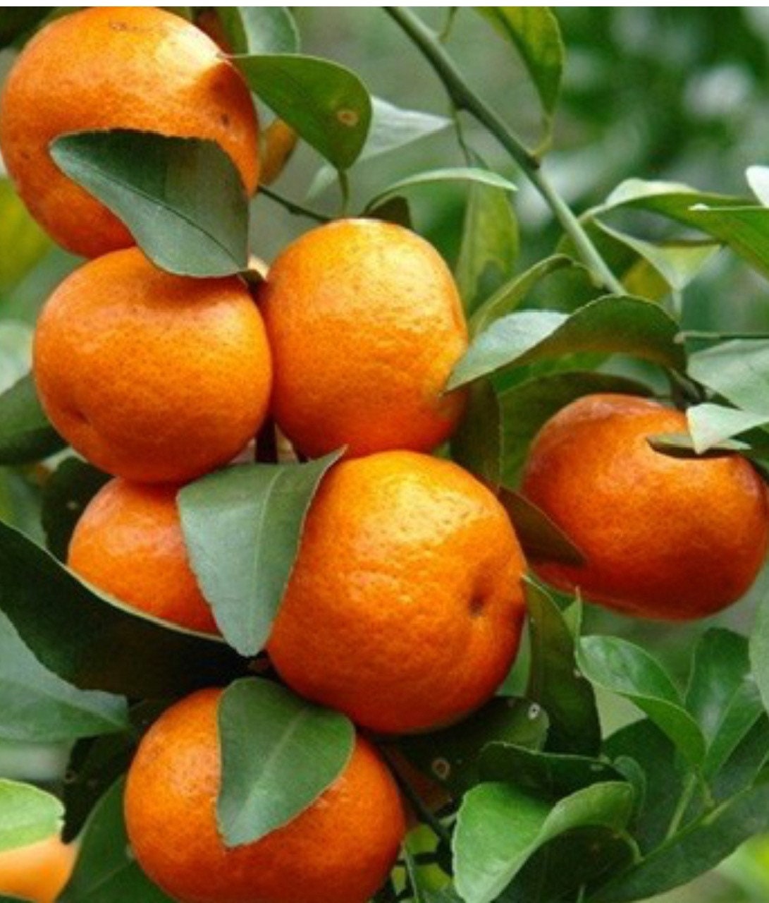 Cara Cara Orange Tree in half Gallon Pot, Grafted. Florida Shipping Only
