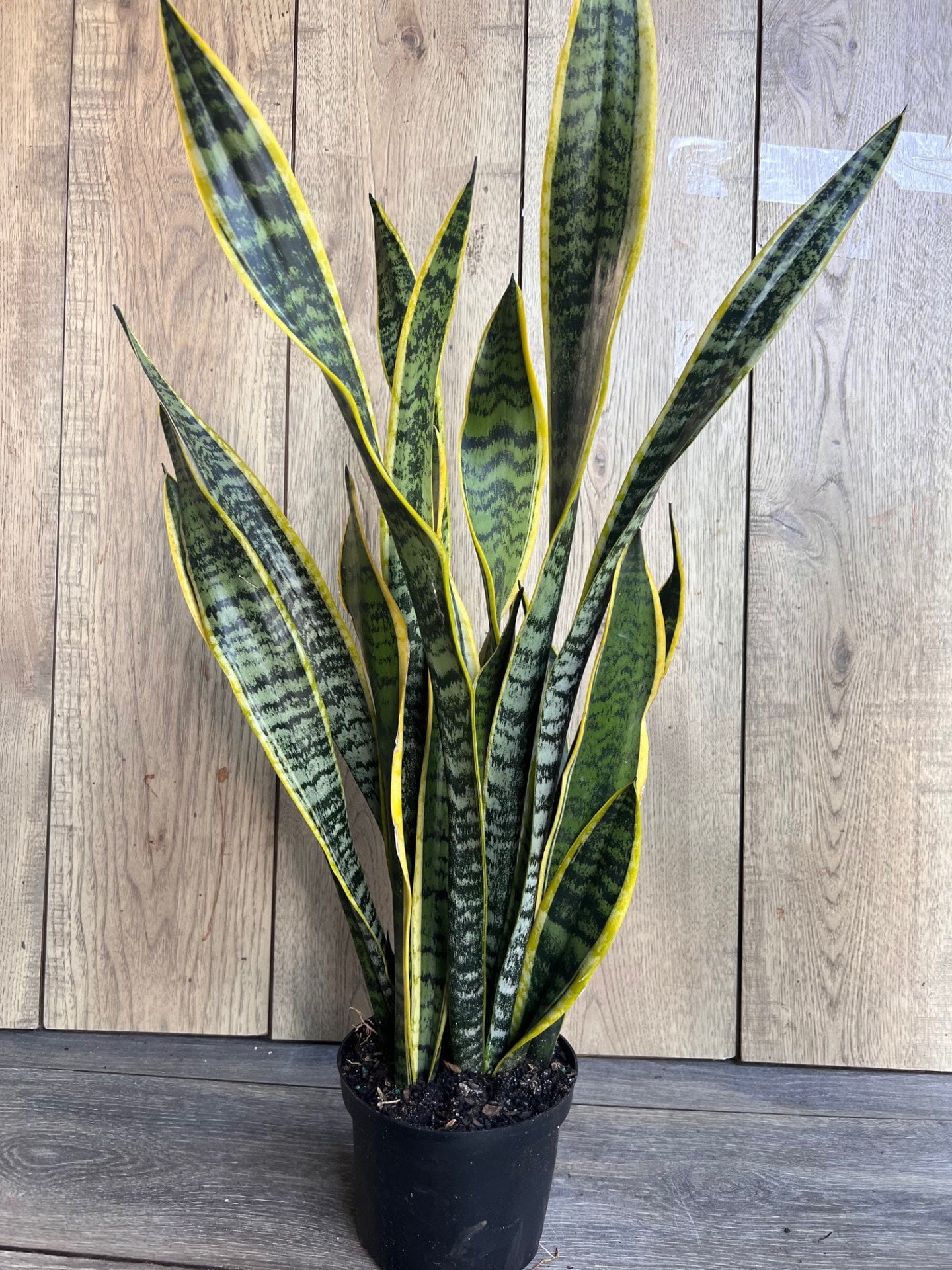 Sansevieria Trifasciata, Snake Plant Laurentii, 6"Pot Indoor Air Purifiernt
