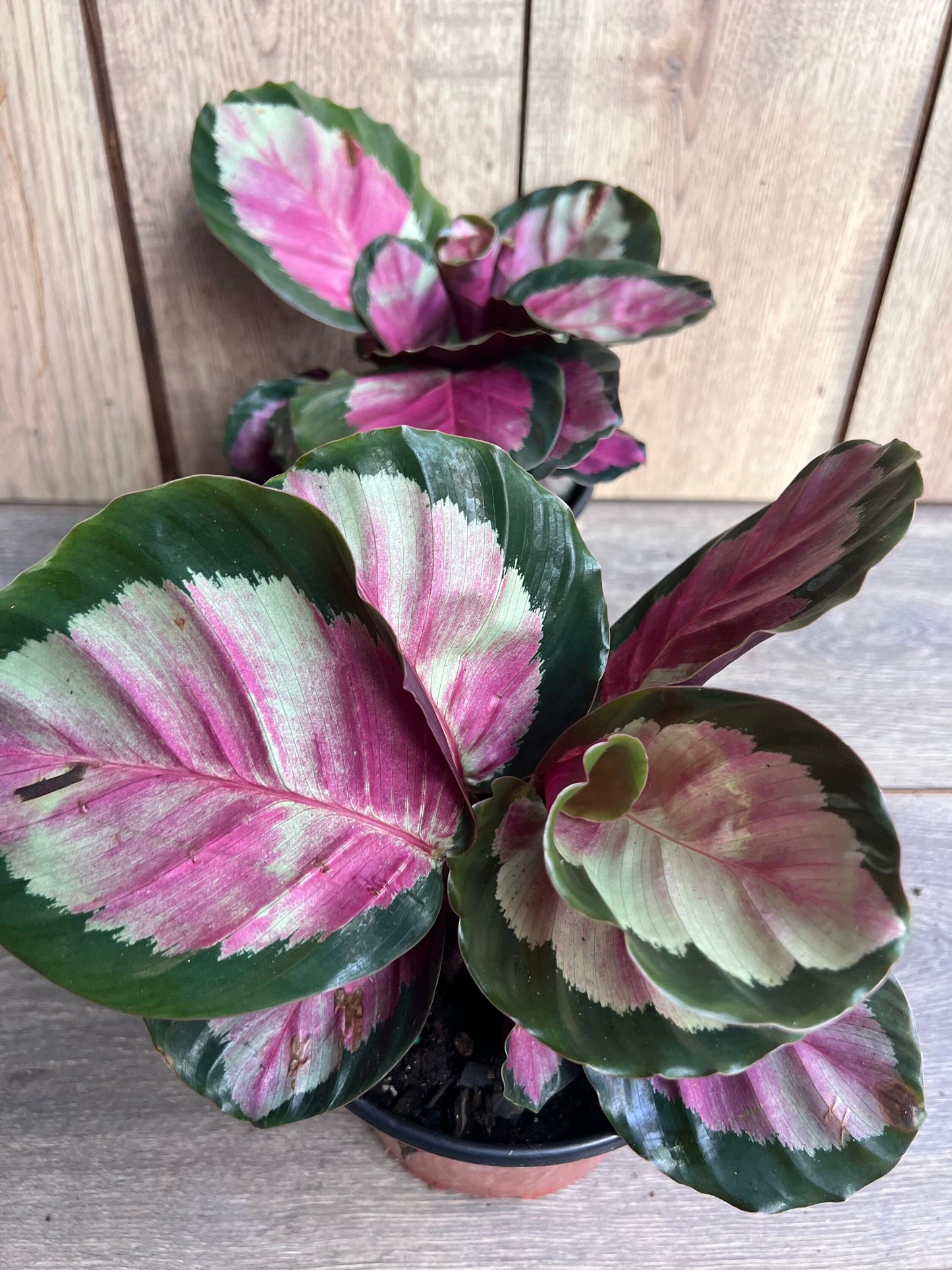 Calathea roseopicta ‘Rosy’ in 6" Pot, Rossy