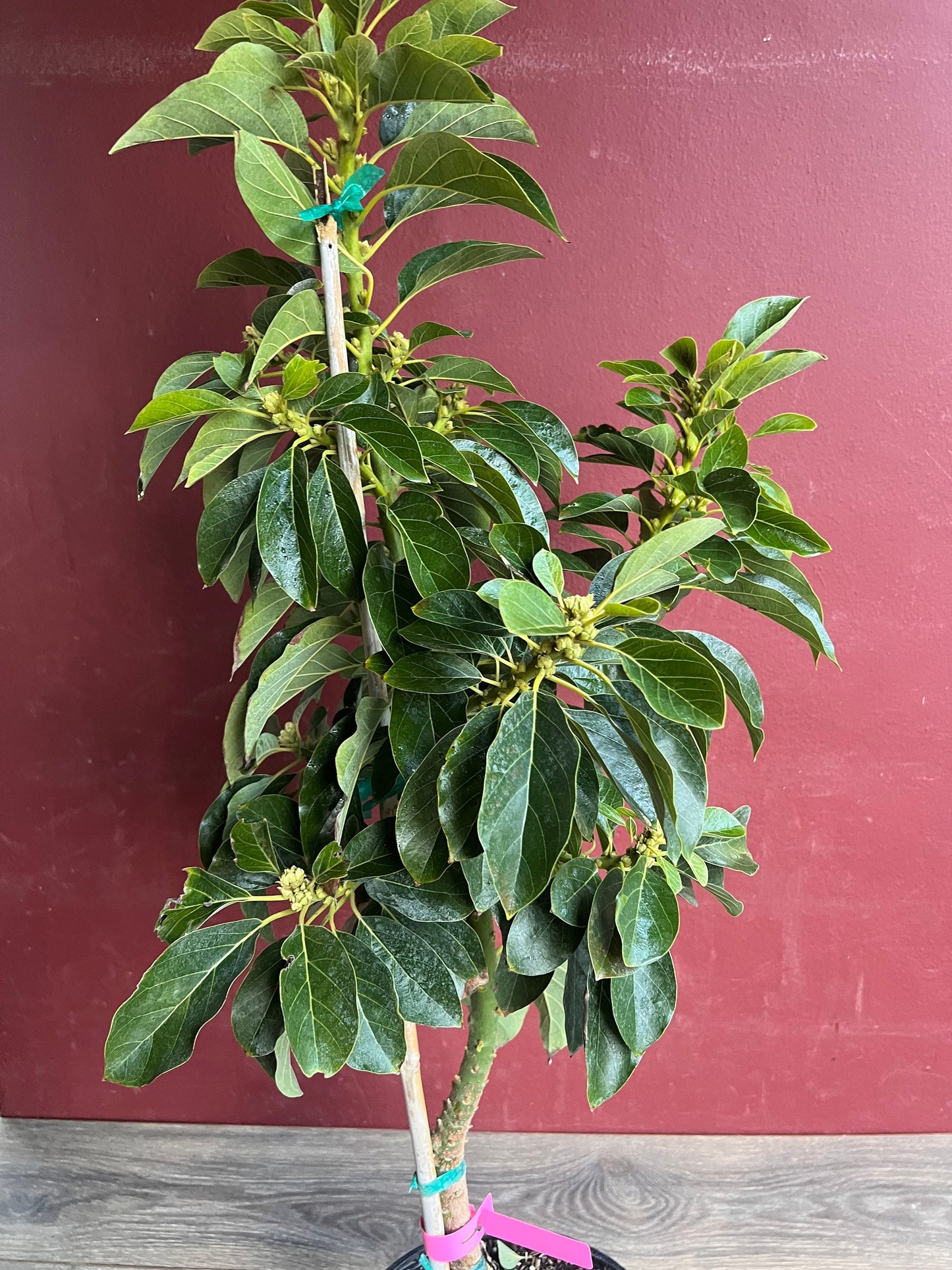 Avocado 'Choquette', Persia americana Tree , Grafted in 3 Gallon Pot, No Ship to HI