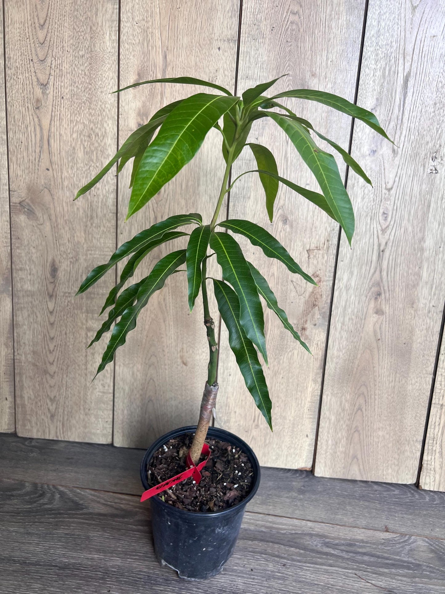 Grafted Jakarta Mango in 1/2 gallon pot