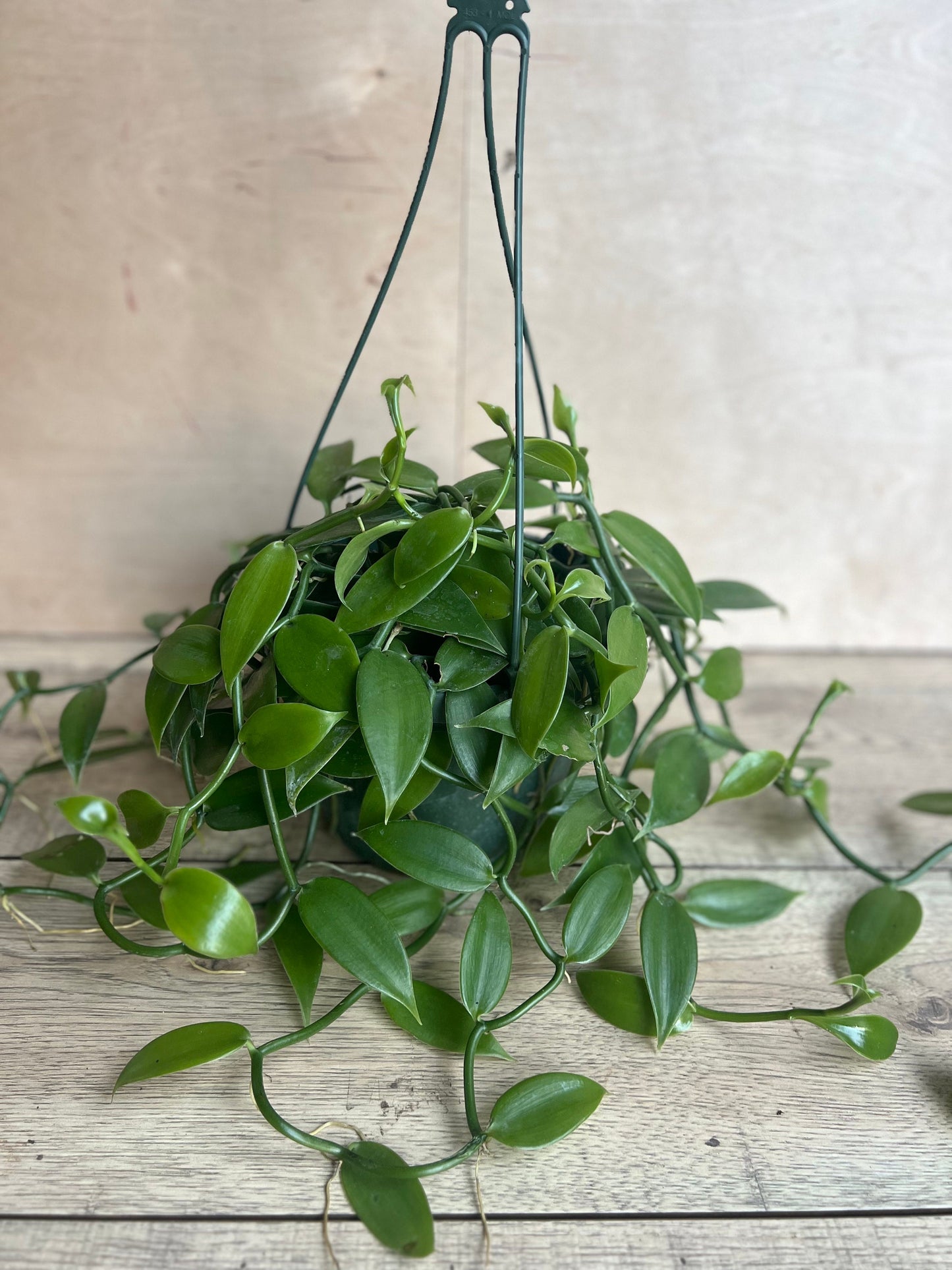 Vanilla planifolia, vanilla bean orchid in 8"HB
