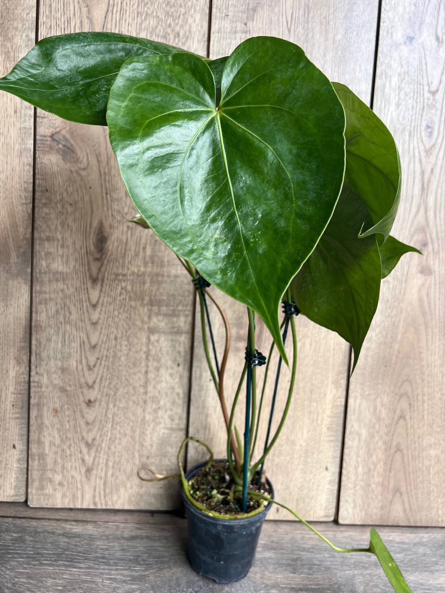 Anthurium faustomirandae, Faustino’s Giant in 4" Pot