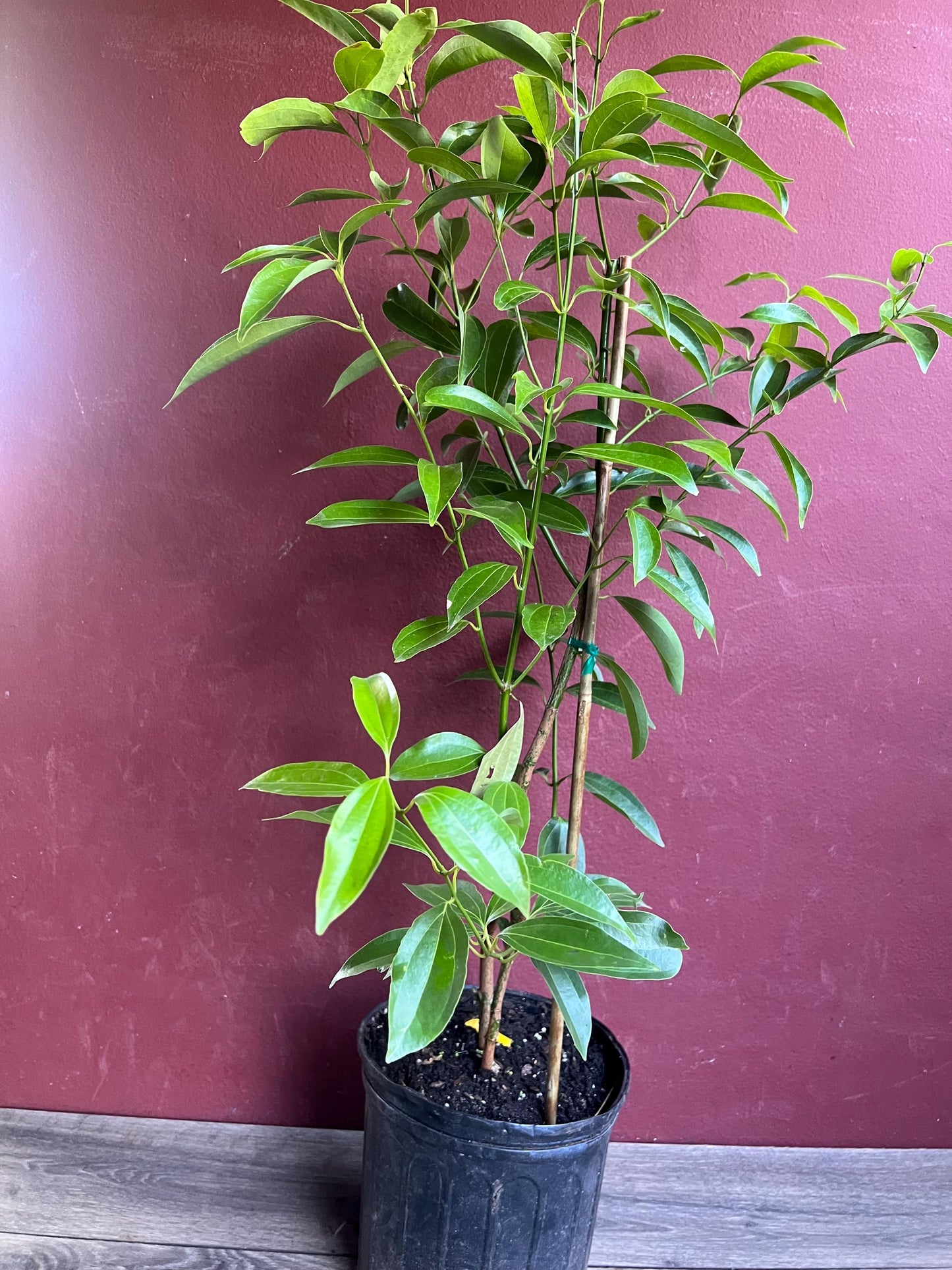 Cinnamon Tree in 10" Pot, Cinnamomum zeylanicum, CEYLON CINNAMON