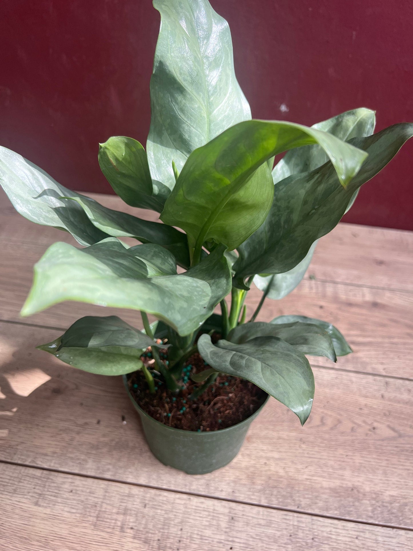 Aglaonema Gary Ghost, aglaonema ghost in 6"