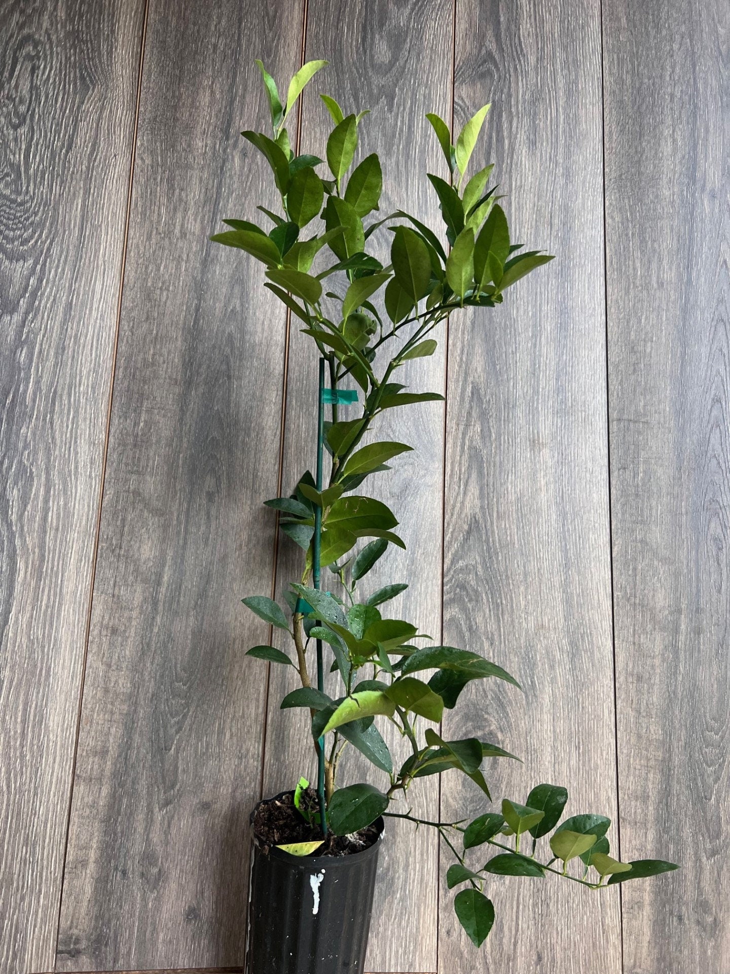 Persian lime Treein half Gallon Pot, Grafted, Cirus x Latifolia, Bearss Lime, Tahiti Lime, Florida Shipping Only