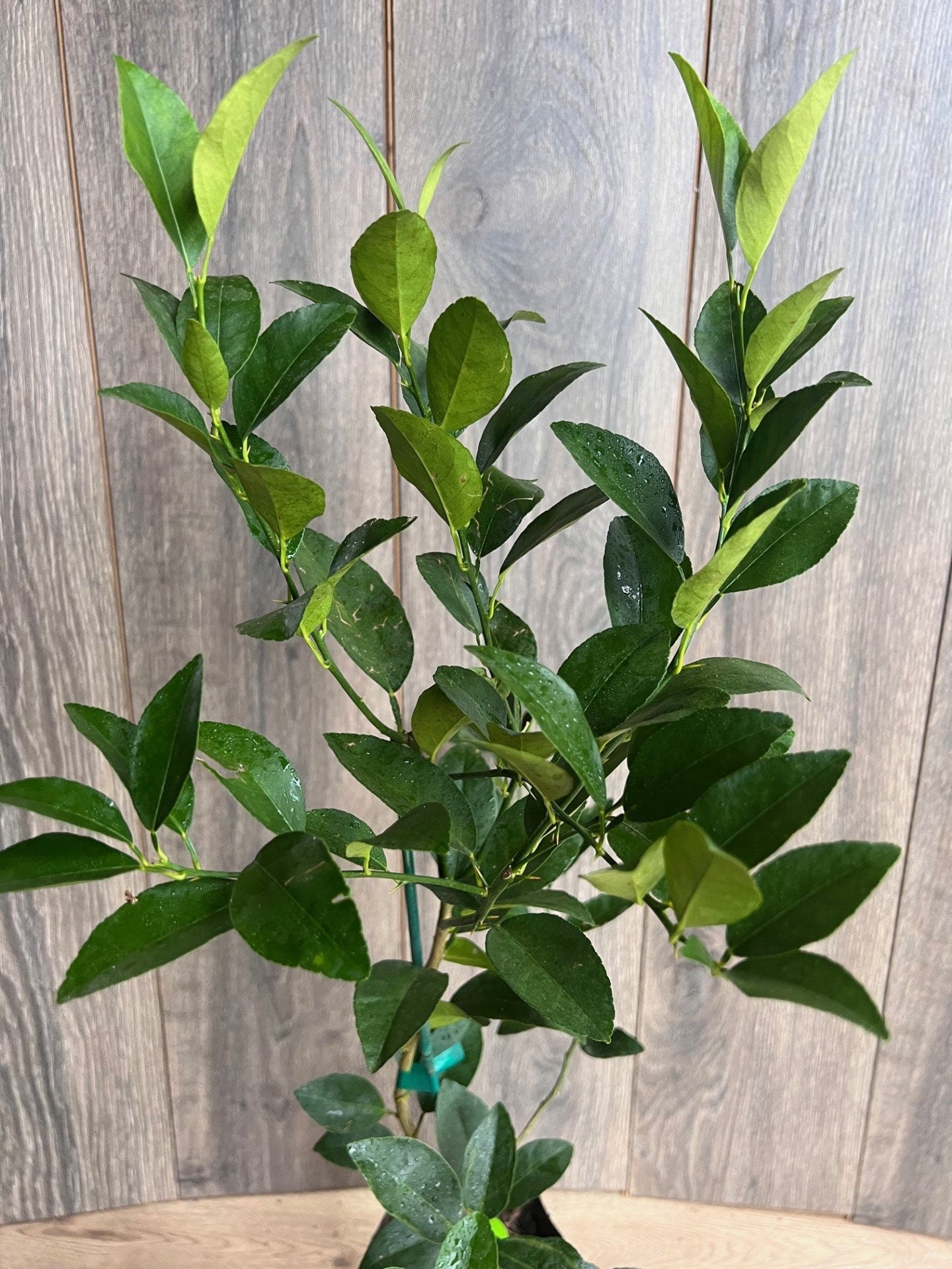 Persian lime Treein half Gallon Pot, Grafted, Cirus x Latifolia, Bearss Lime, Tahiti Lime, Florida Shipping Only