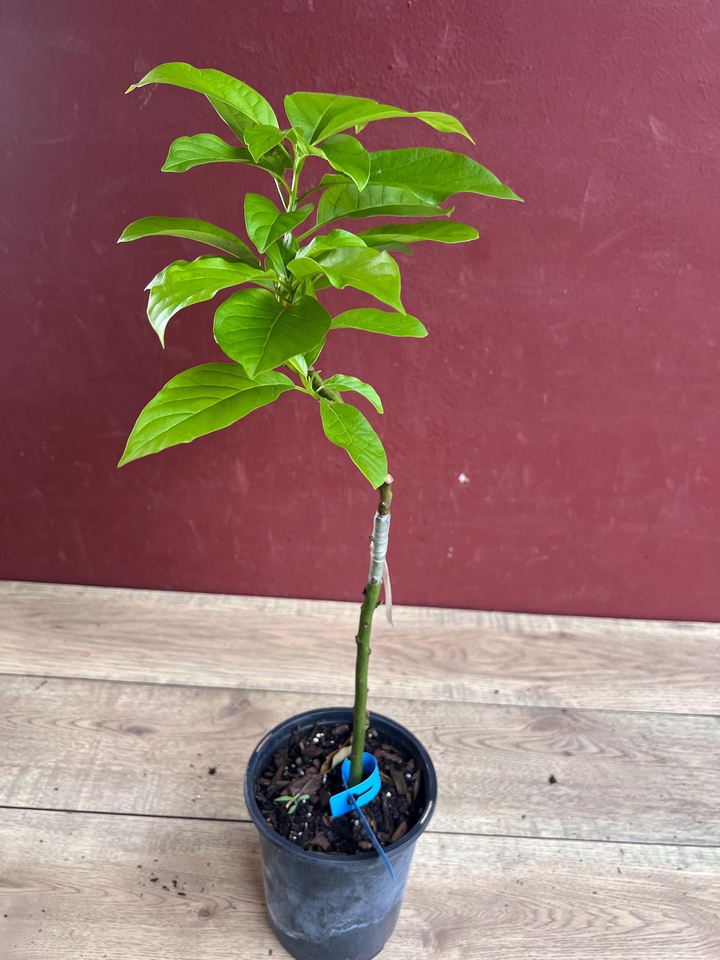 Donnie Avocado Tree , Grafted in 6" Pot