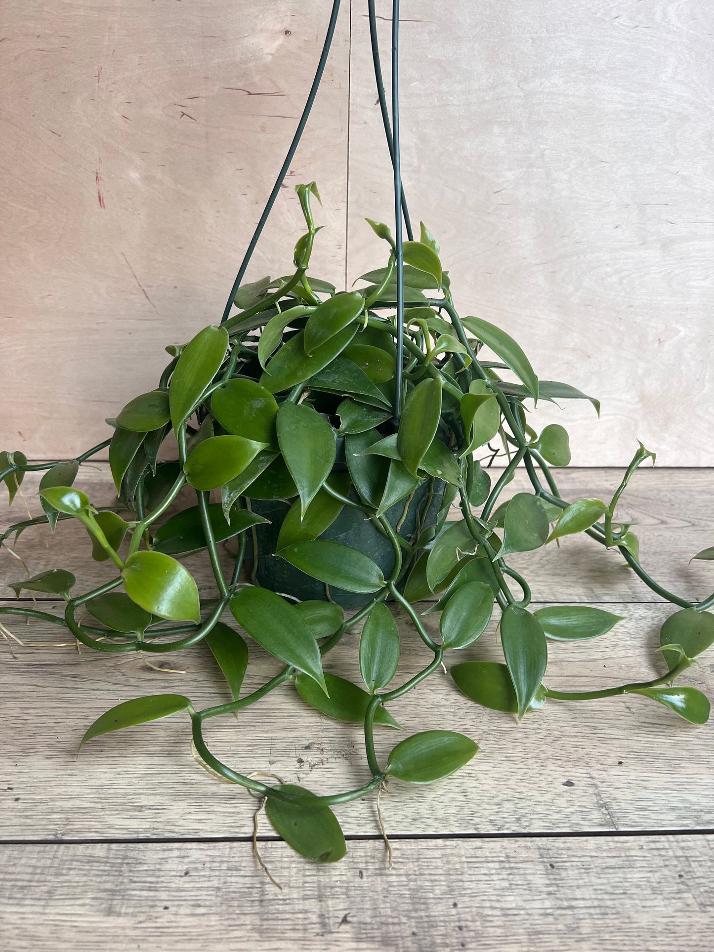 Vanilla planifolia, vanilla bean orchid in 8"HB