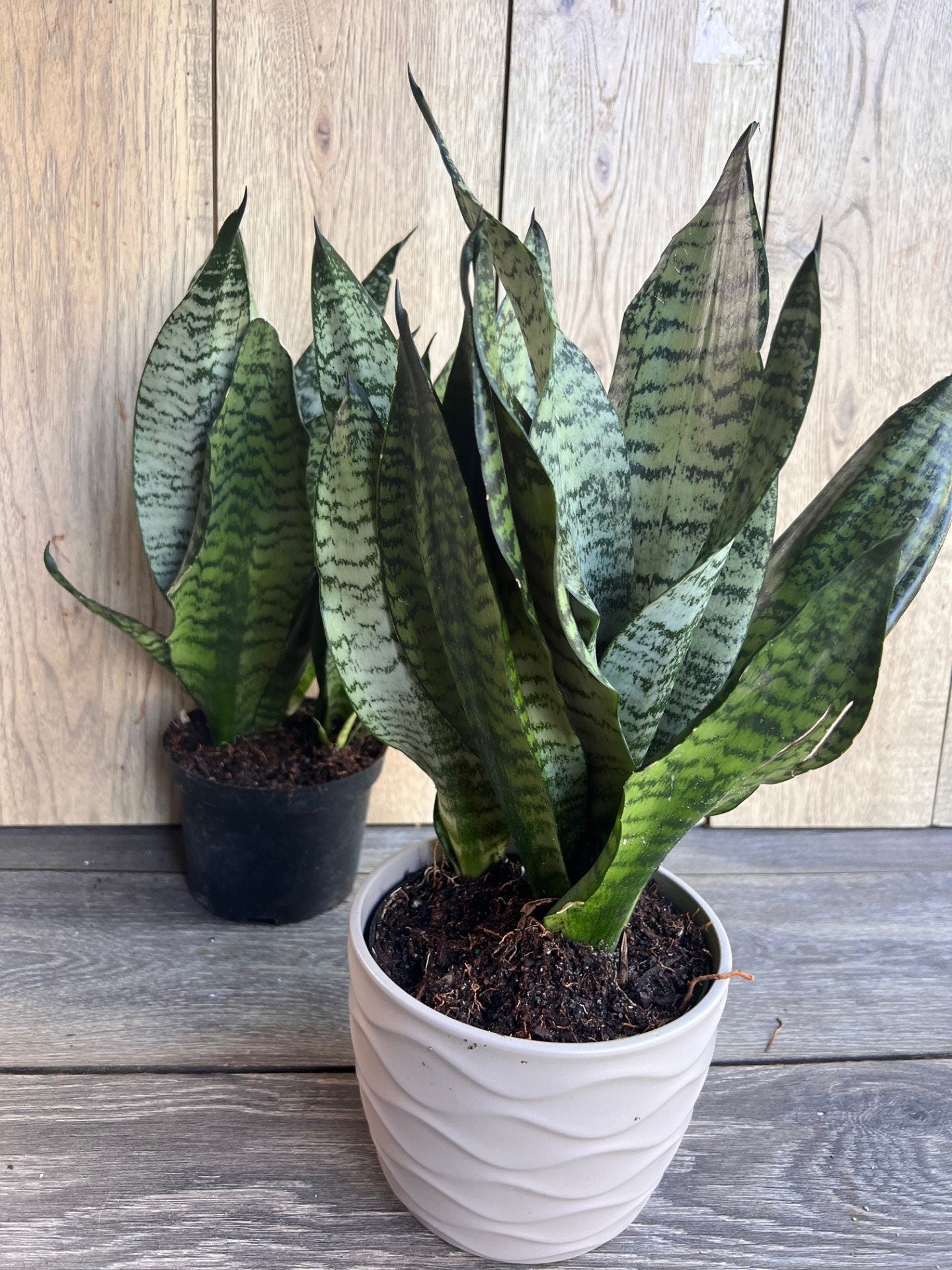 Sansevieria Futura Robusta in 6” pot, Robust Snake Plant