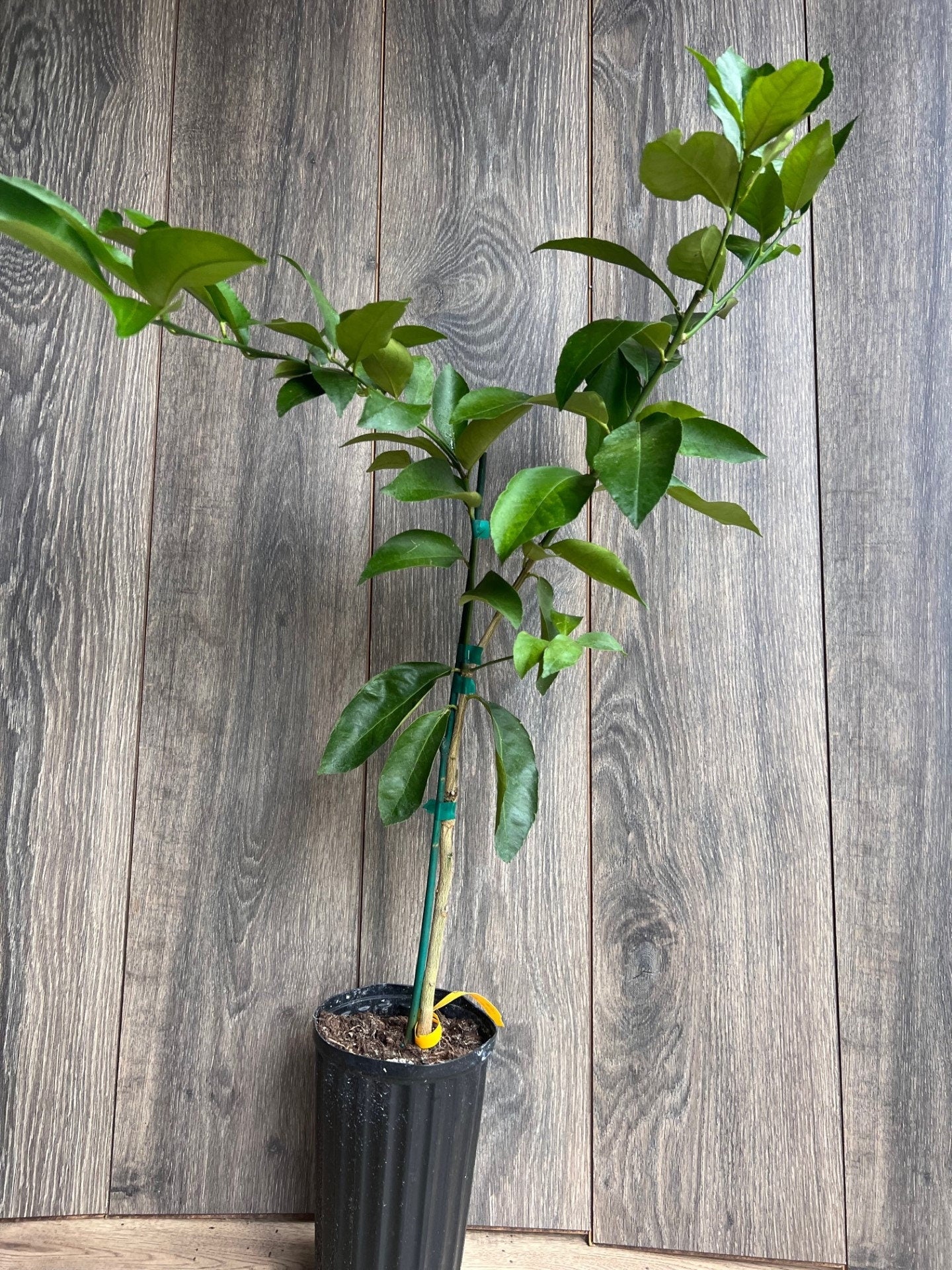 Ponderosa Lemon in half Gallon Pot, Grafted, Florida Shipping Only