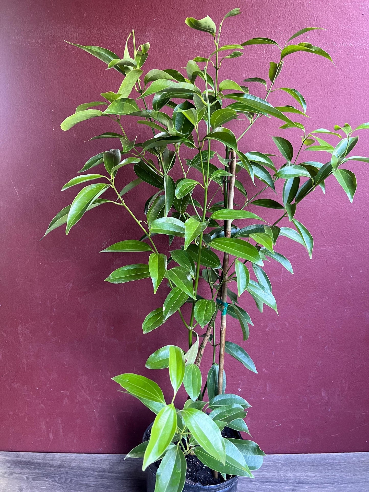 Cinnamon Tree in 10" Pot, Cinnamomum zeylanicum, CEYLON CINNAMON
