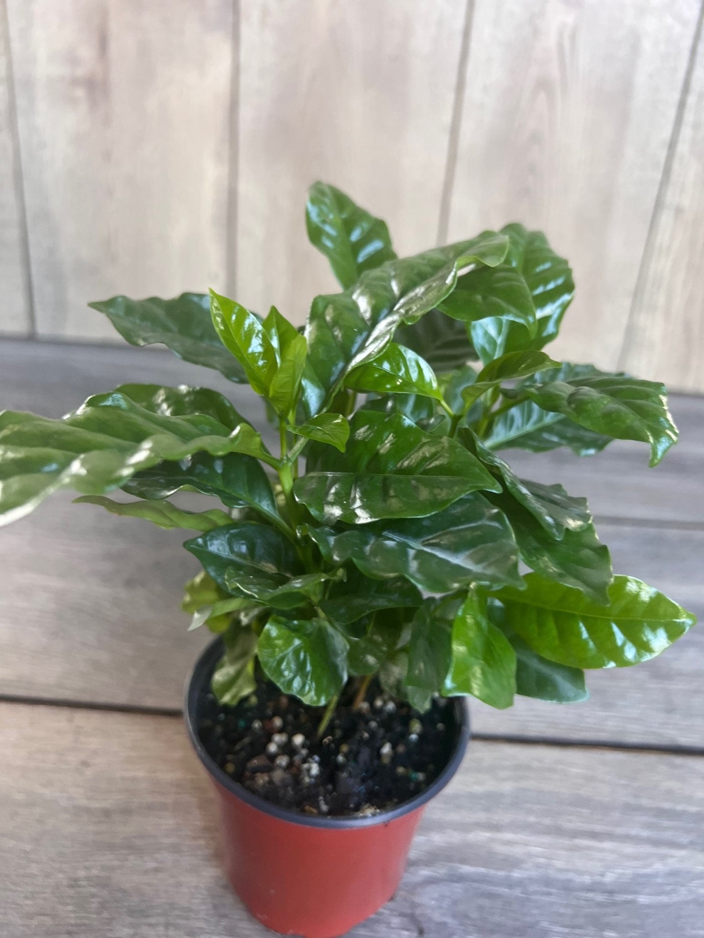 Arabica Coffee Plant - 4" Pot