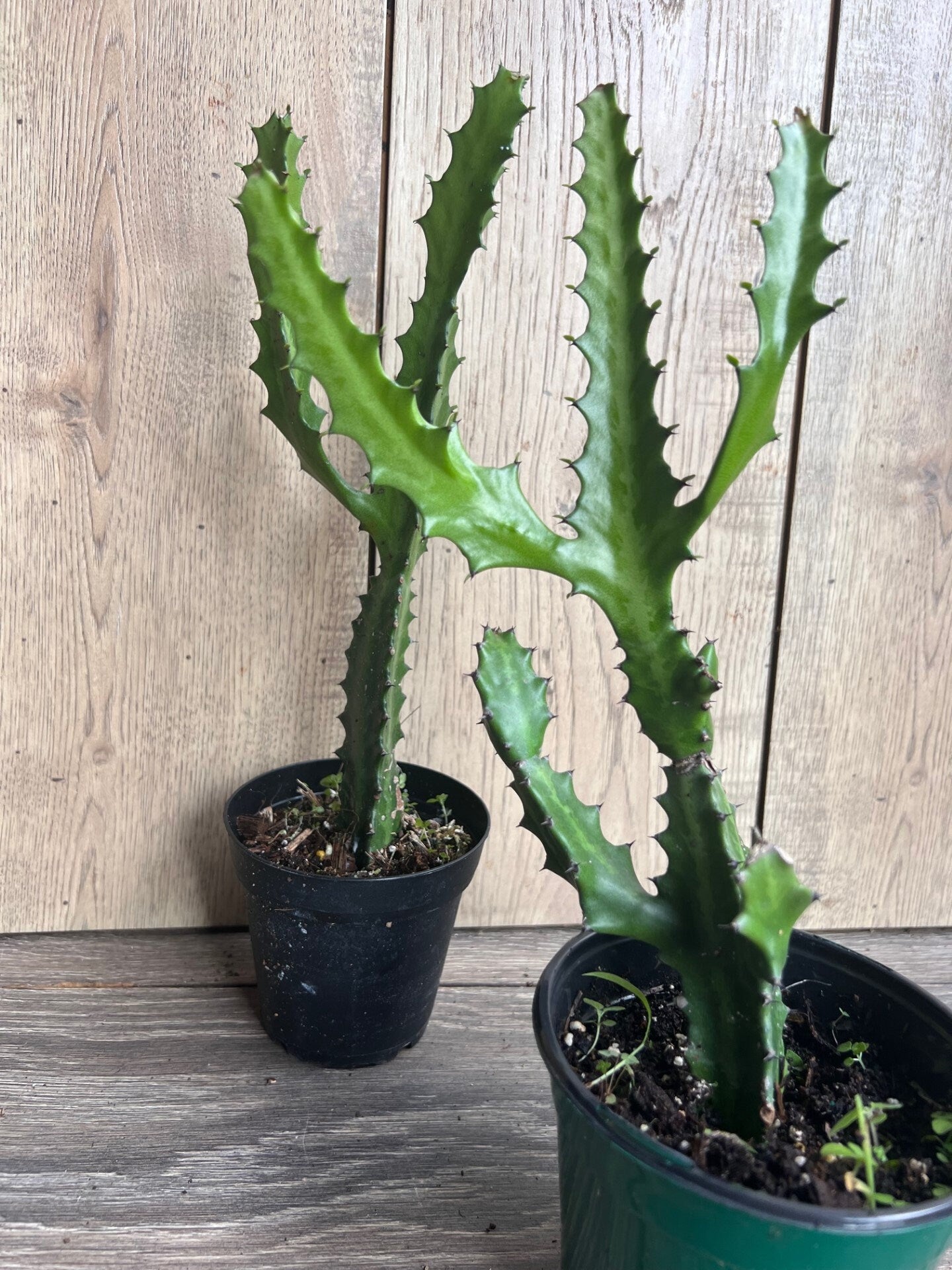 Euphorbia Lactea , Dragon Bone in 4" Pot, rare, cactus , succulent