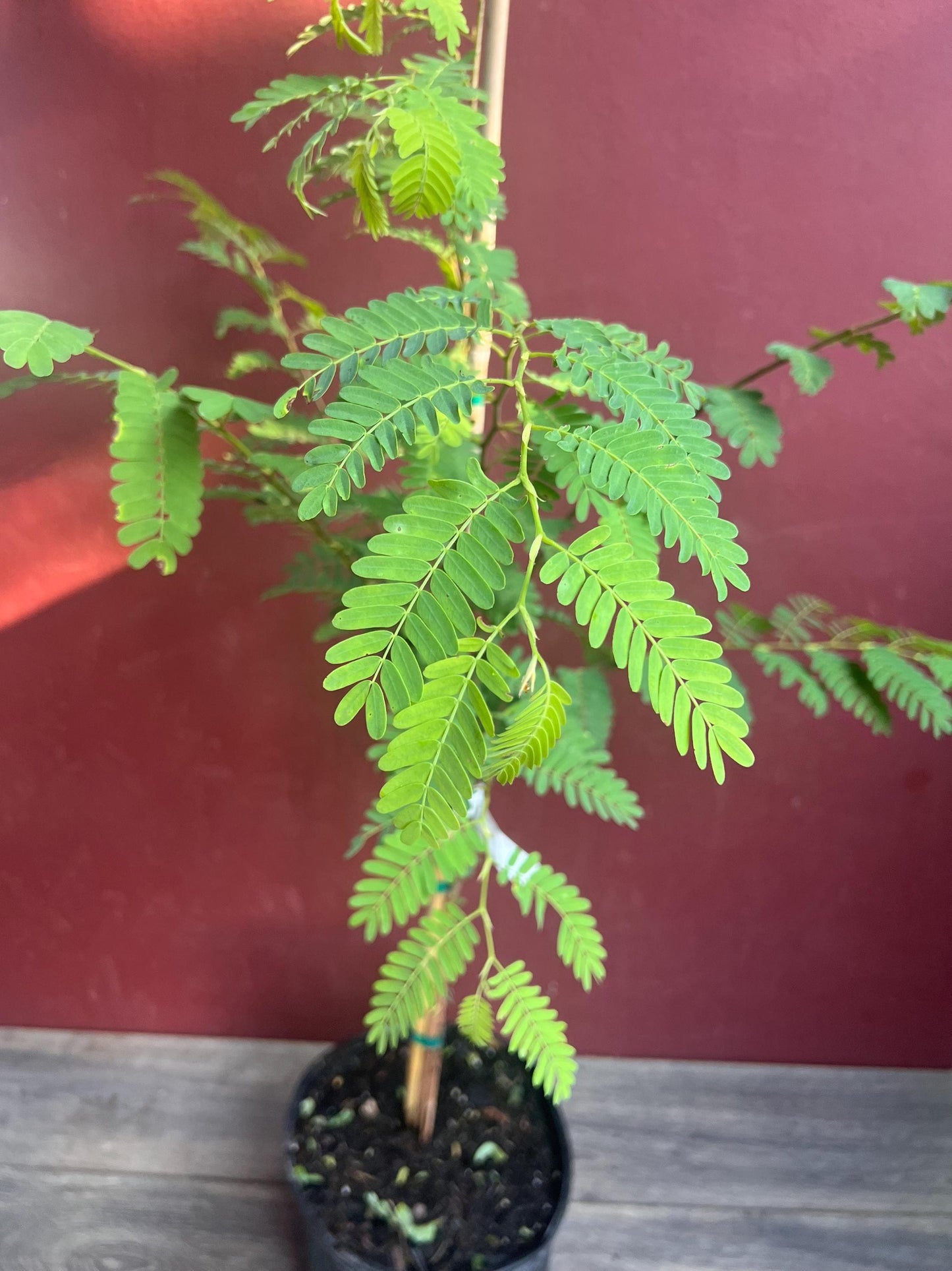 Tamarind tree, Tamarindus indica in 3 gallon Pot, Pohon Asem