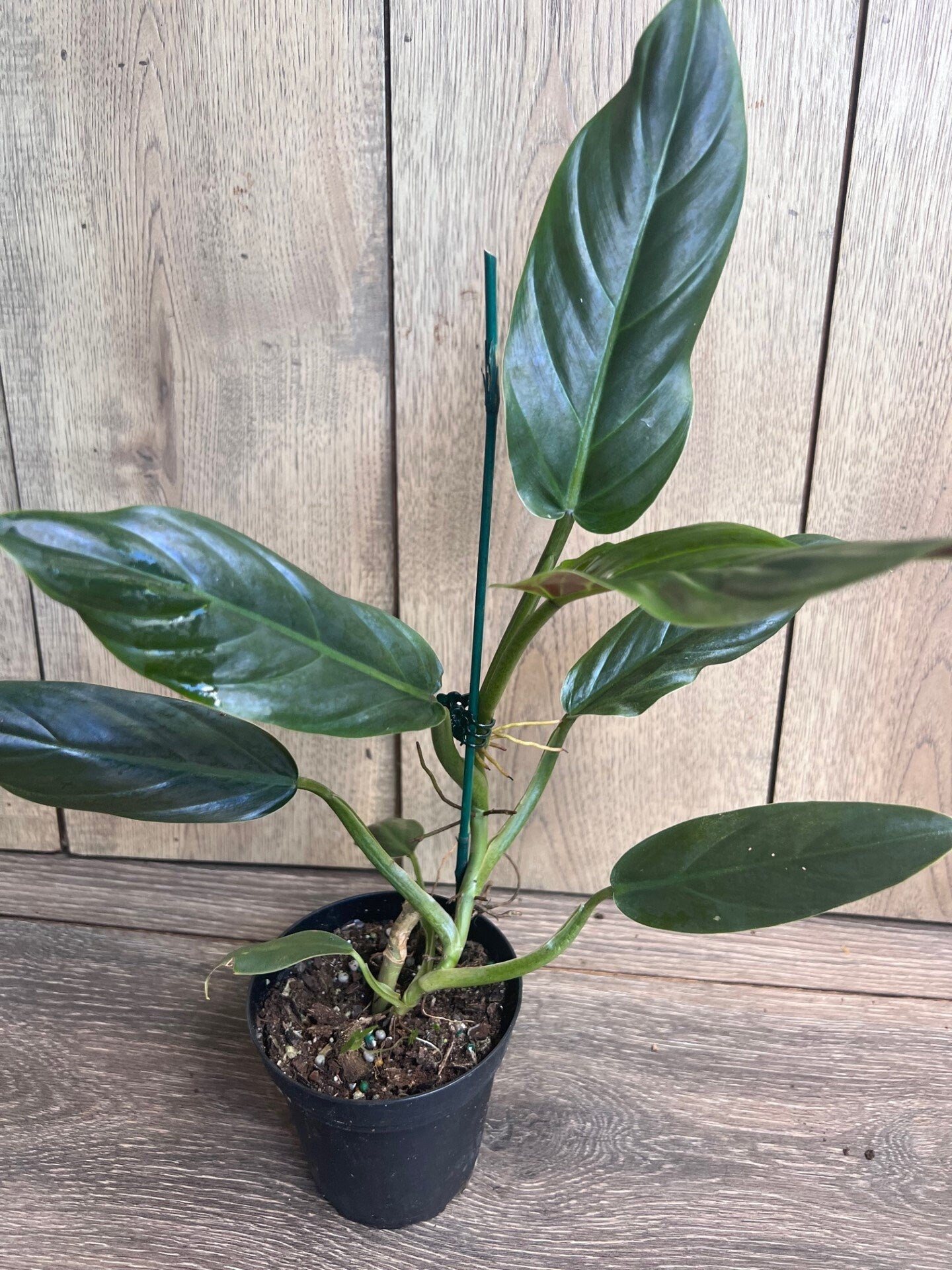 Philodendron Subhastatum in 4" Pot