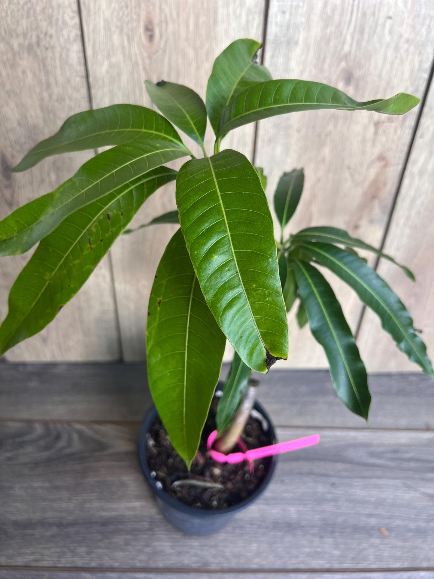 Tommy Atkins Mango Tree. grafted in 1/2 gallon pot