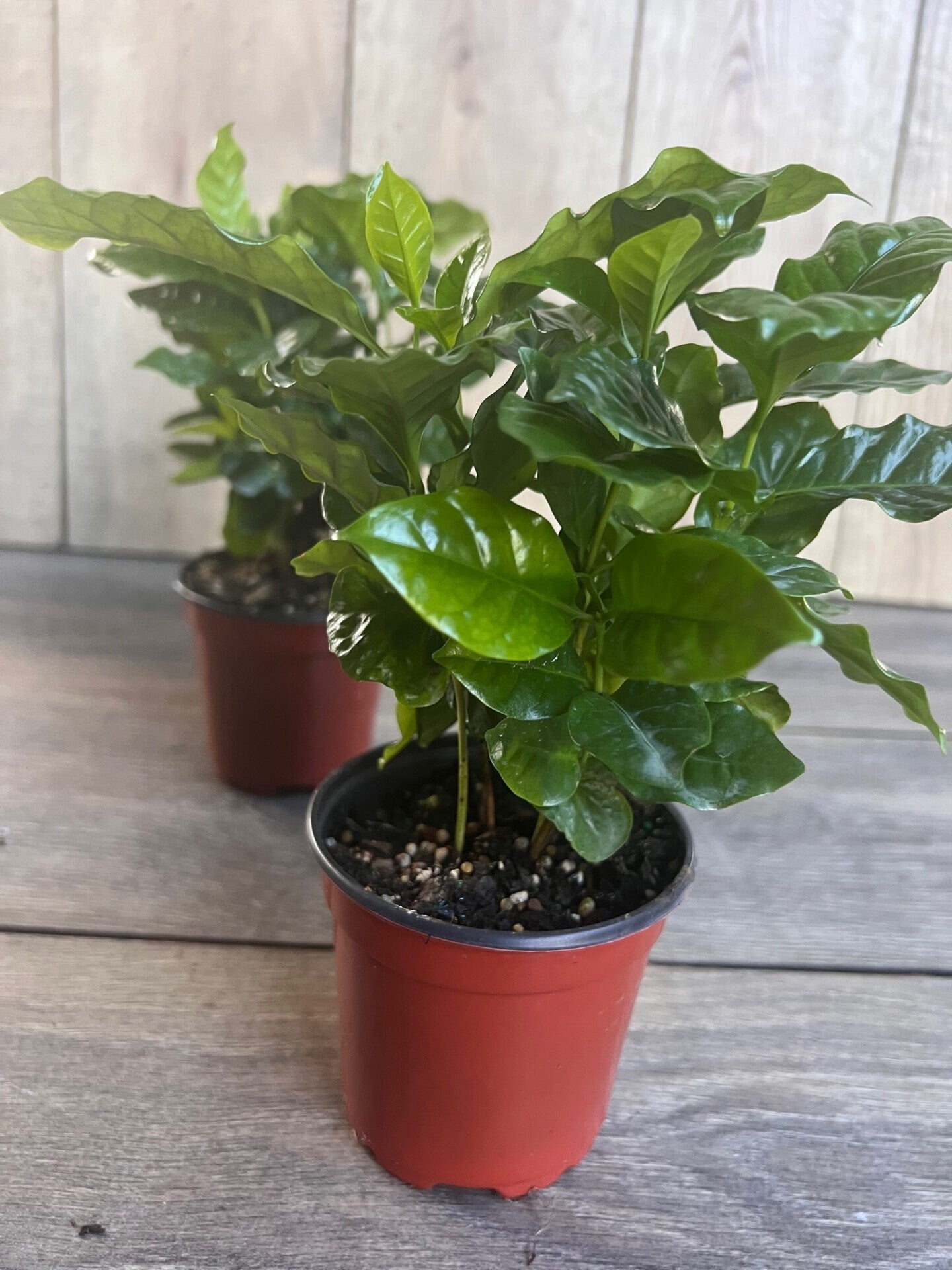 Arabica Coffee Plant - 4" Pot