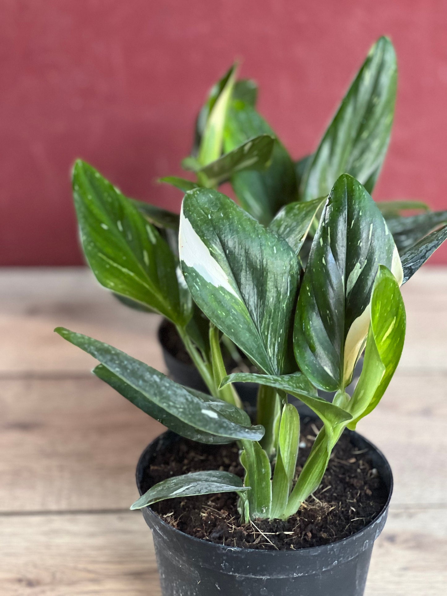 Monstera Standleyana Albo in 6" Pot , Philodendron Cobra