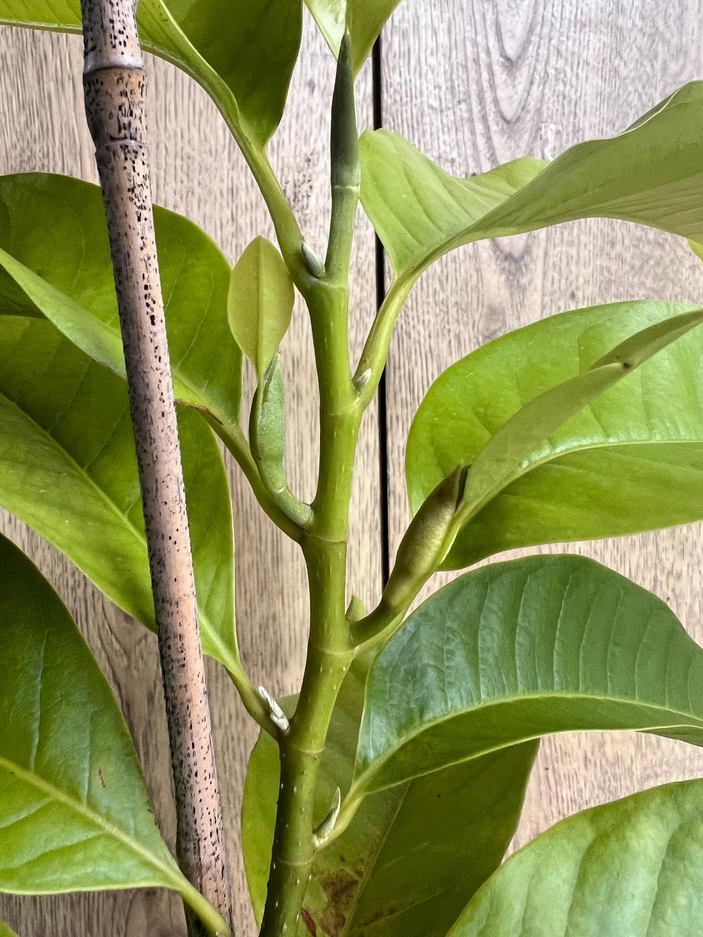 White champaca, Grafted in 3 gallon pot, Ngọc Lan Trắng, Michelia alba