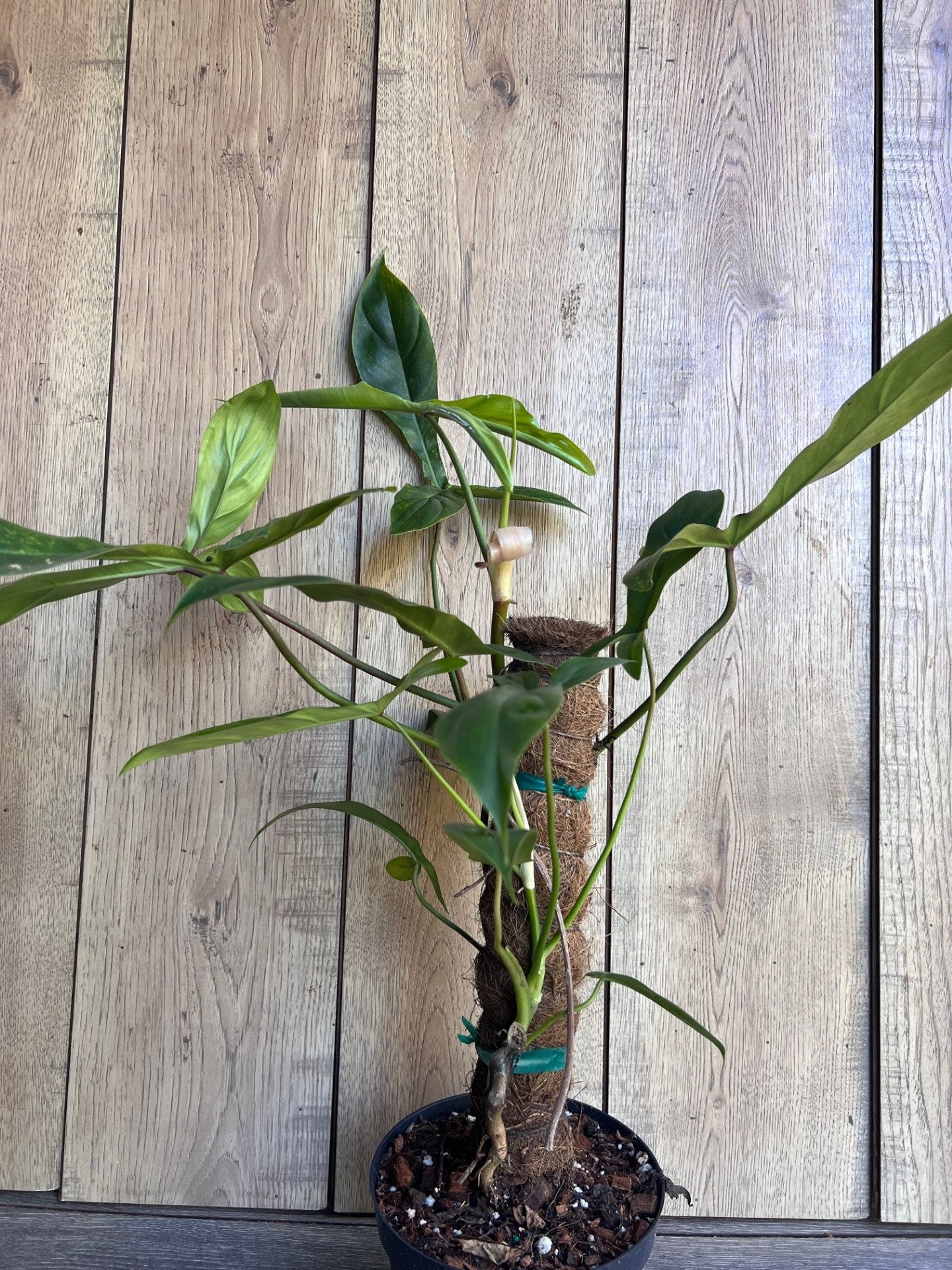 Philodendron 69686 in 6" pot, Philo 69