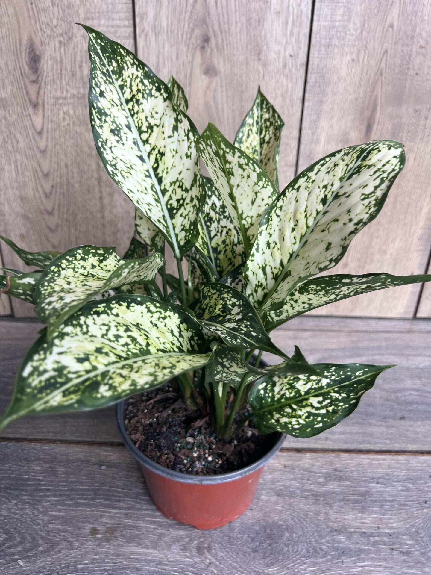 First Diamond Aglaonema, White Aglanoema, Osaka in 6” pot
