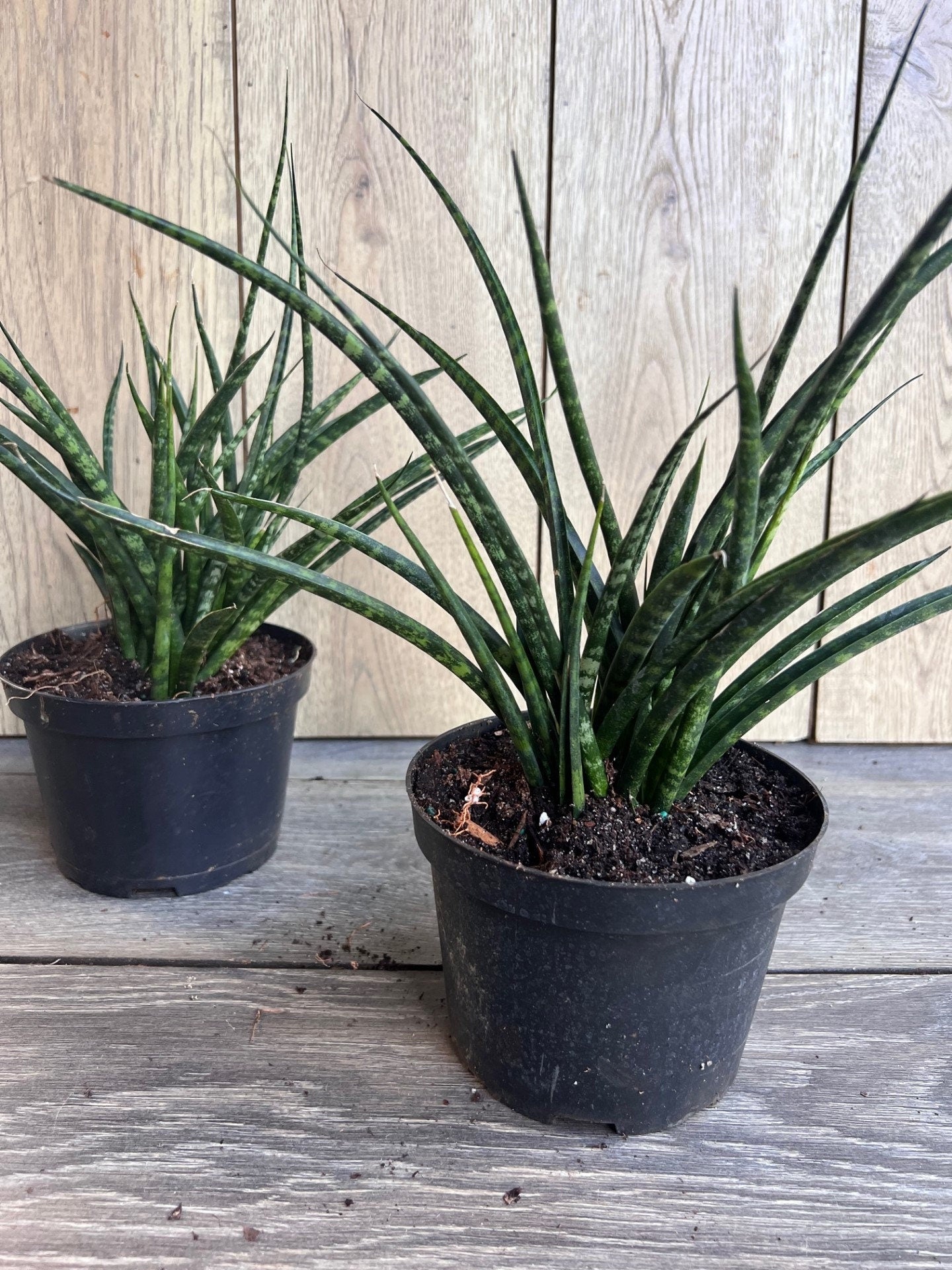 Sansevieria Fernwood, Sansevieria Mikado in 6" inches pot - live air purifying plant