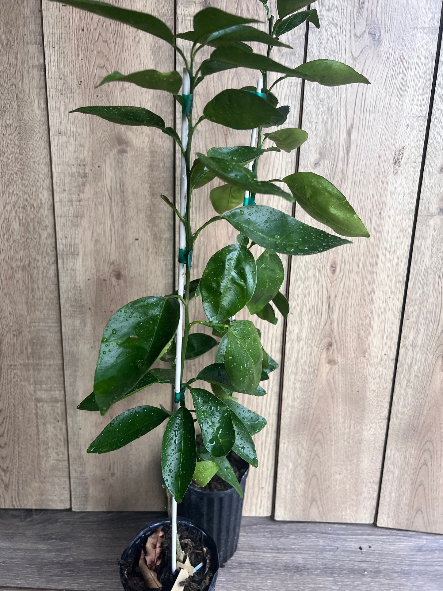 Minneola tangelo, Honeybell in Half Gallon Pot, Florida Shipping Only