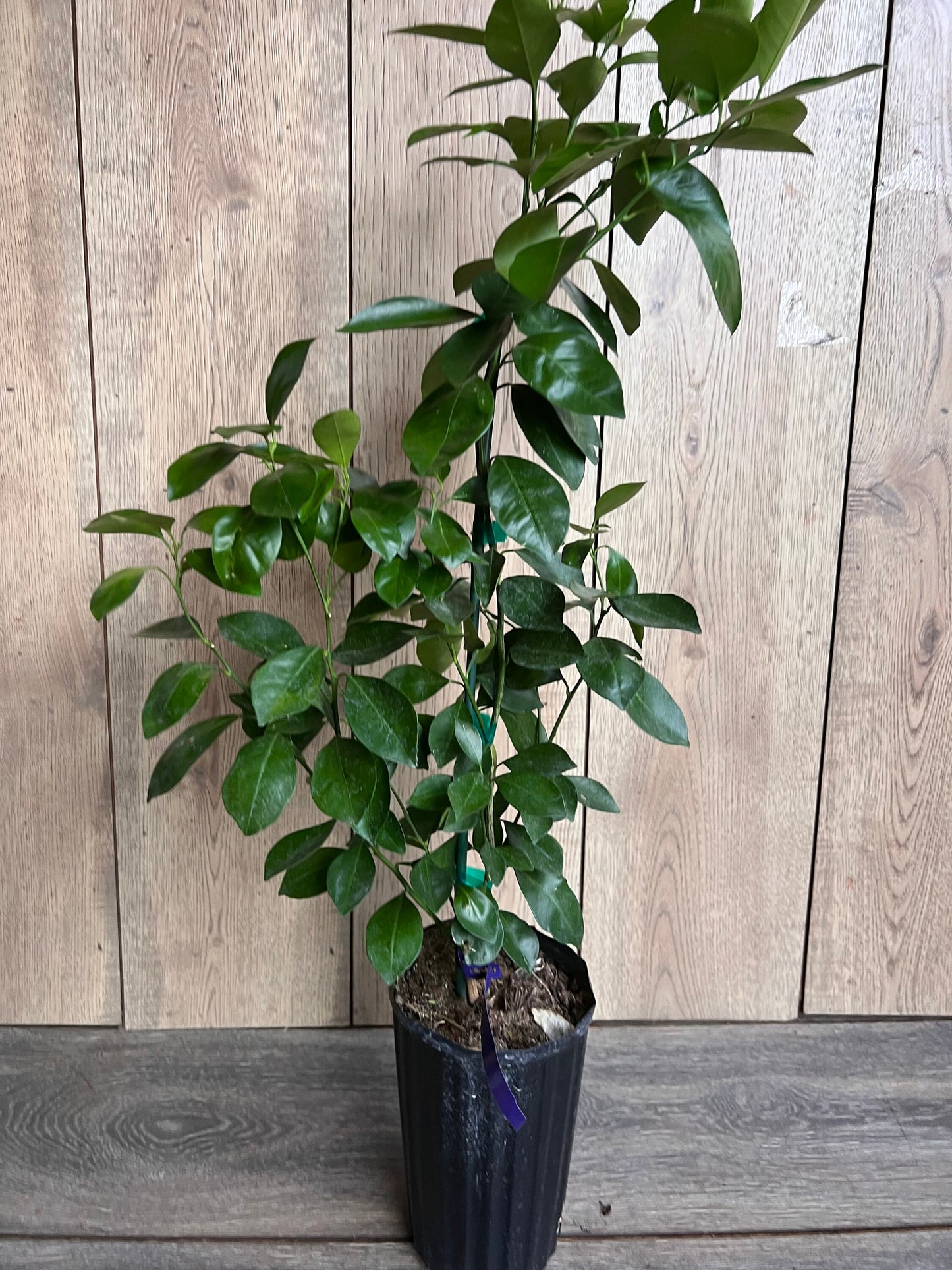 Calamondin , Calamansi , Grafted tree in Half Gallon Pot Tac chua, Florida Shipping Only