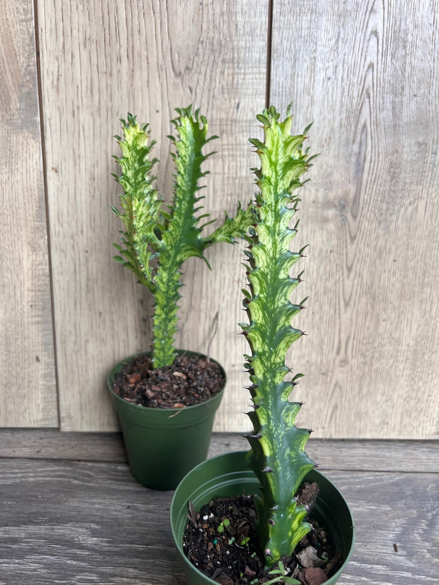 Euphorbia Lactea Variegated, Dragon Bone in 4" Pot, rare, cactus , succulent, Lacei variegata