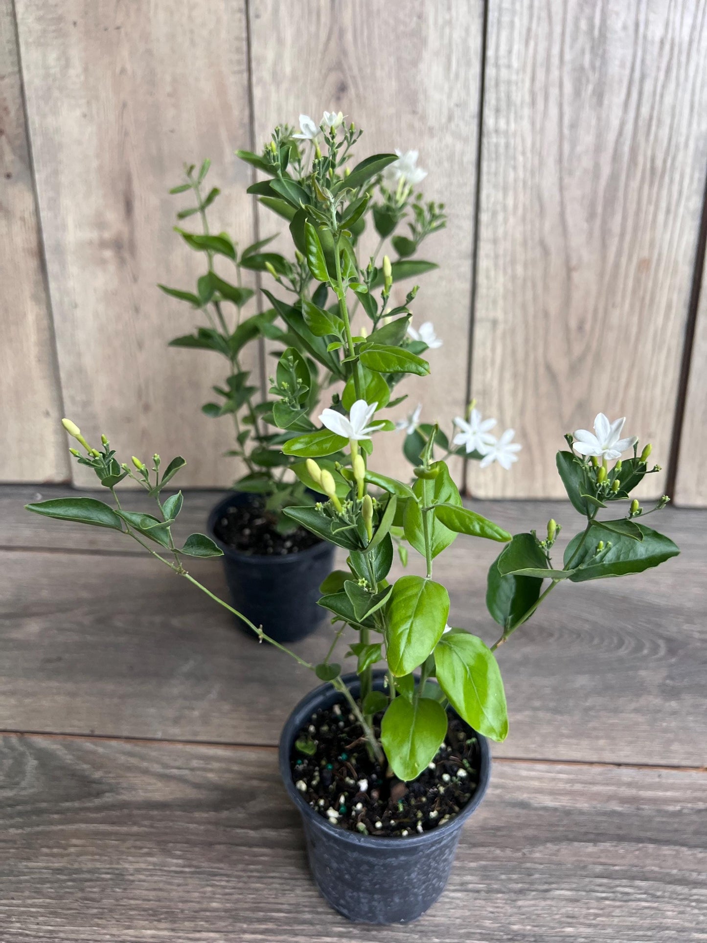 Jasmine Molle , jasmine Indian Jui in 4", Jasminum molle