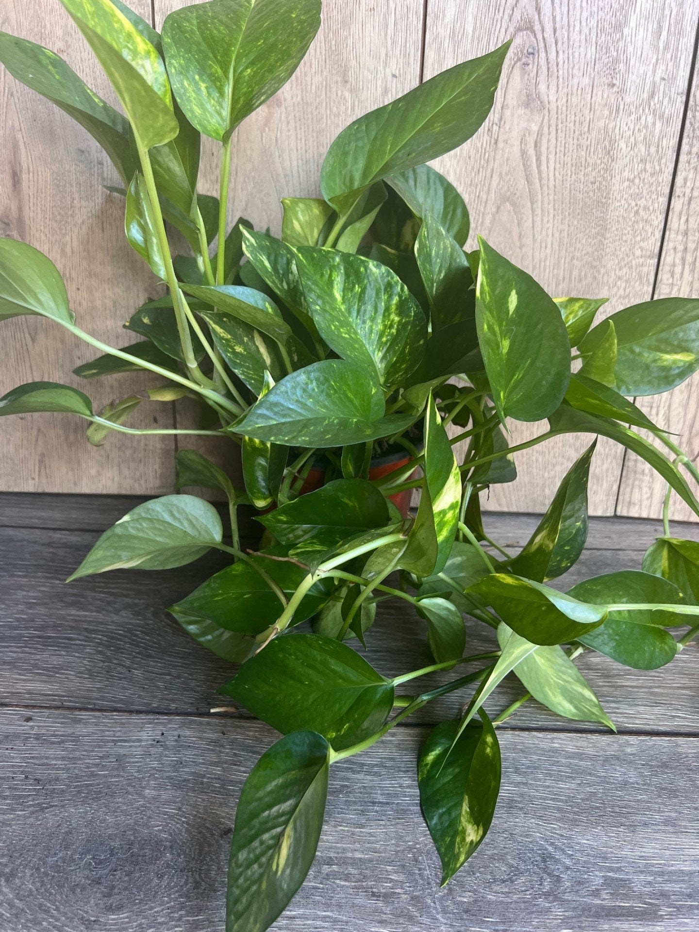 Golden Pothos in 6" Pot. Air purifying,, Live, Air purifyingHouse plant, Devil's Ivy Epipremnum Aureum