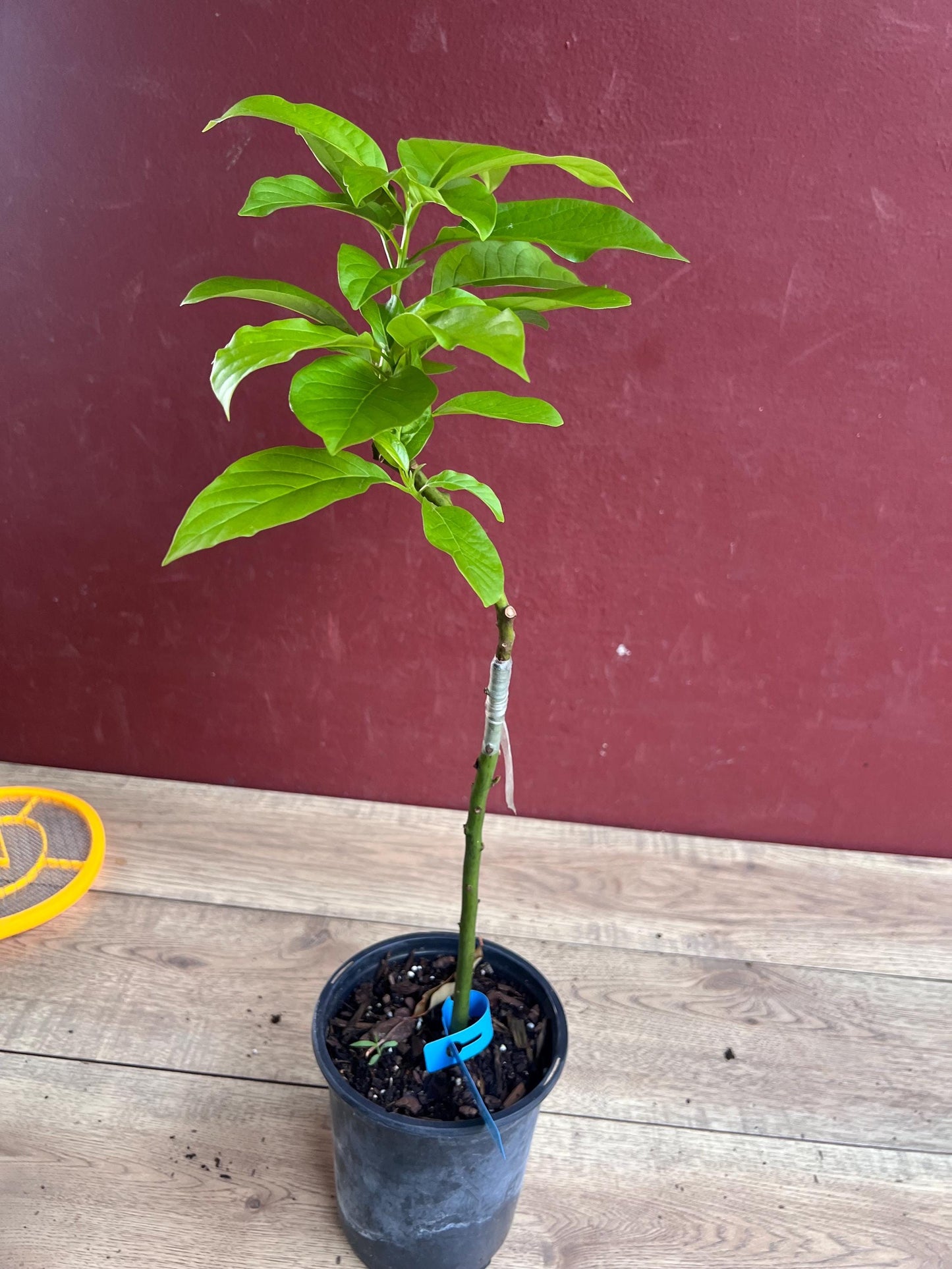 Donnie Avocado Tree , Grafted in 6" Pot