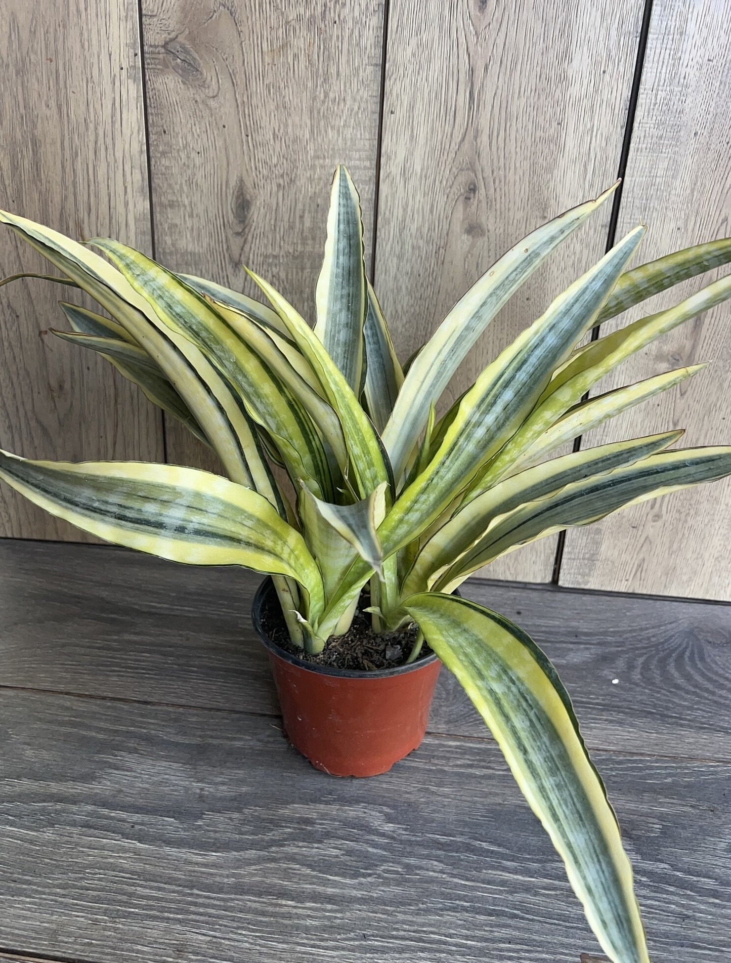Sansevieria Lauren in 6" pot, rare