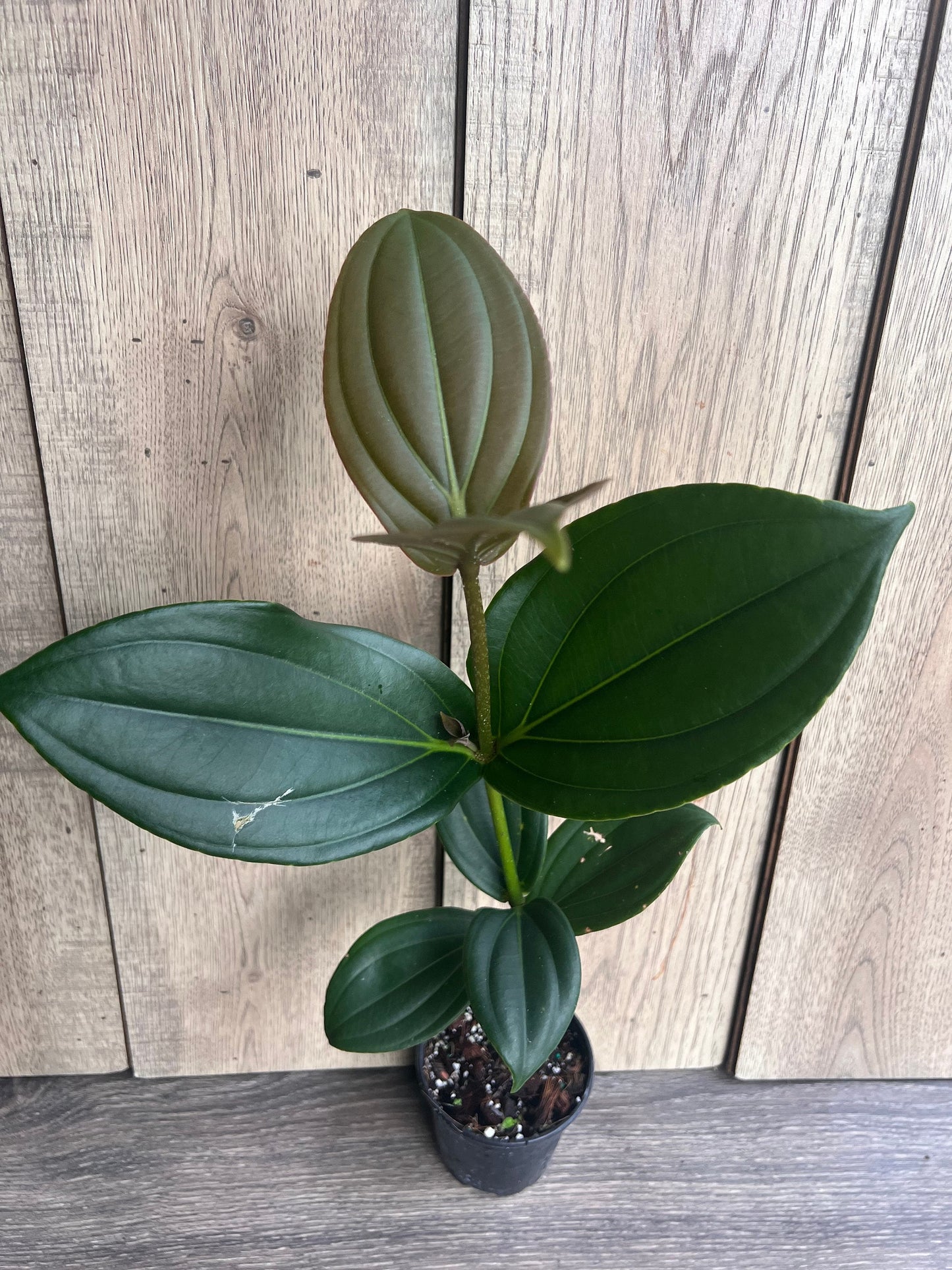 Medinilla myriantha – Malaysian Grapes in 4" Pot