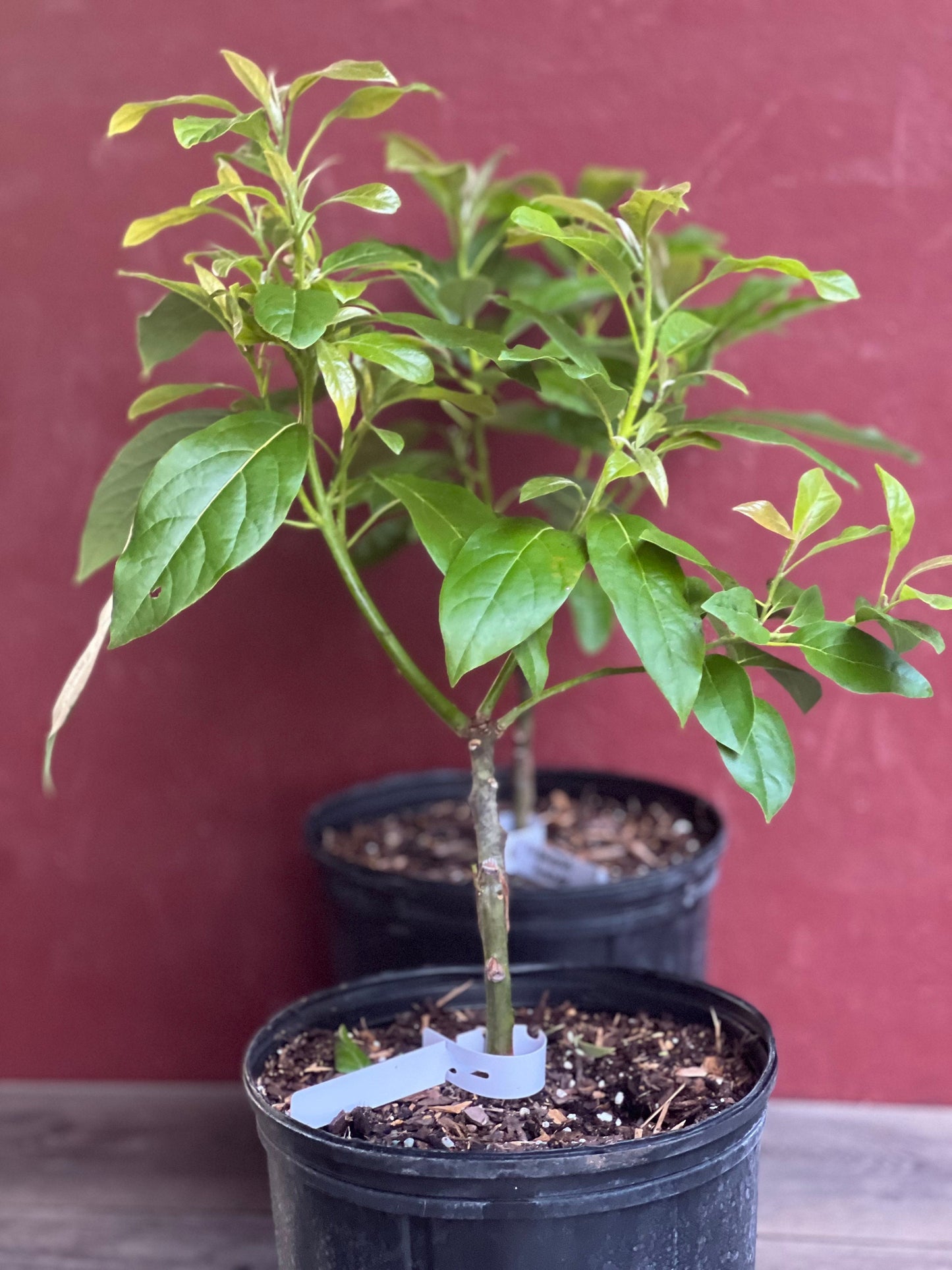 Mexicola Grande Avocado Tree , “Cold Hardy” Grafted in 3 Gallon Pot, No Ship to CA and HI