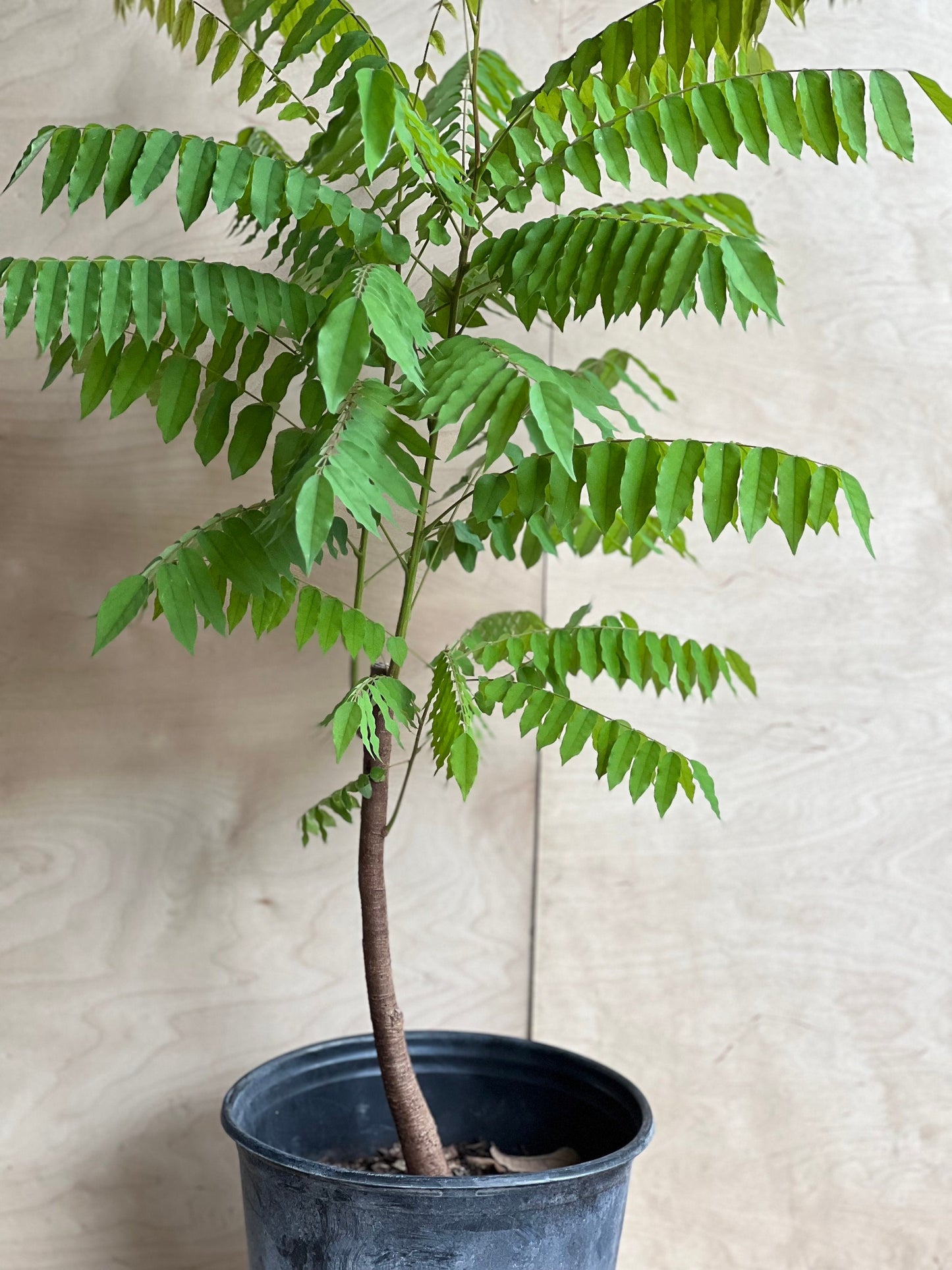 Bilimbi, Averrhoa, Belimbing wuluh in 3 gallon pot, cucumber tree, tree sorrel.
