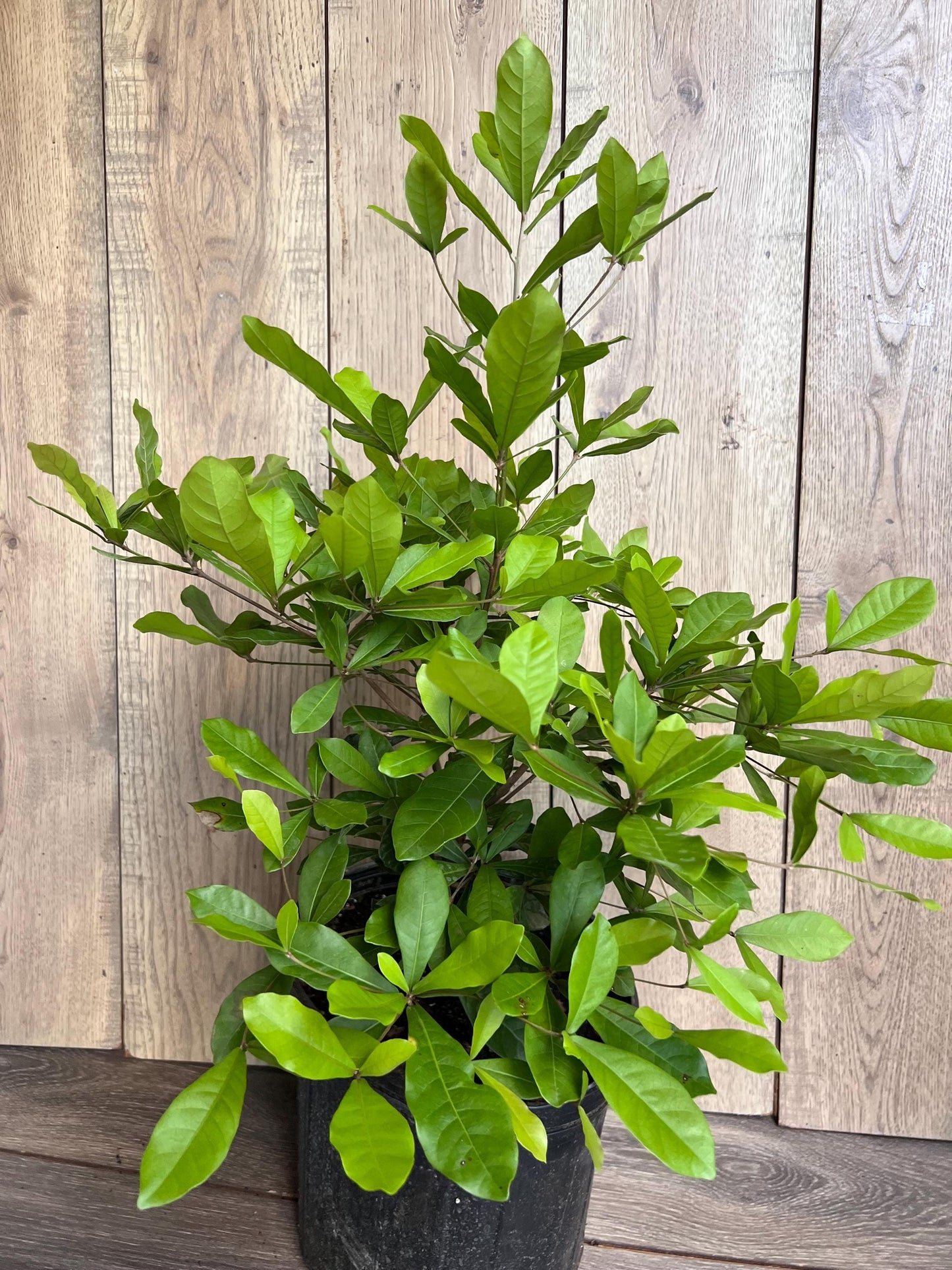 Miracle Fruit tree in 3 Gallon pot, Synsepalum dulcificum