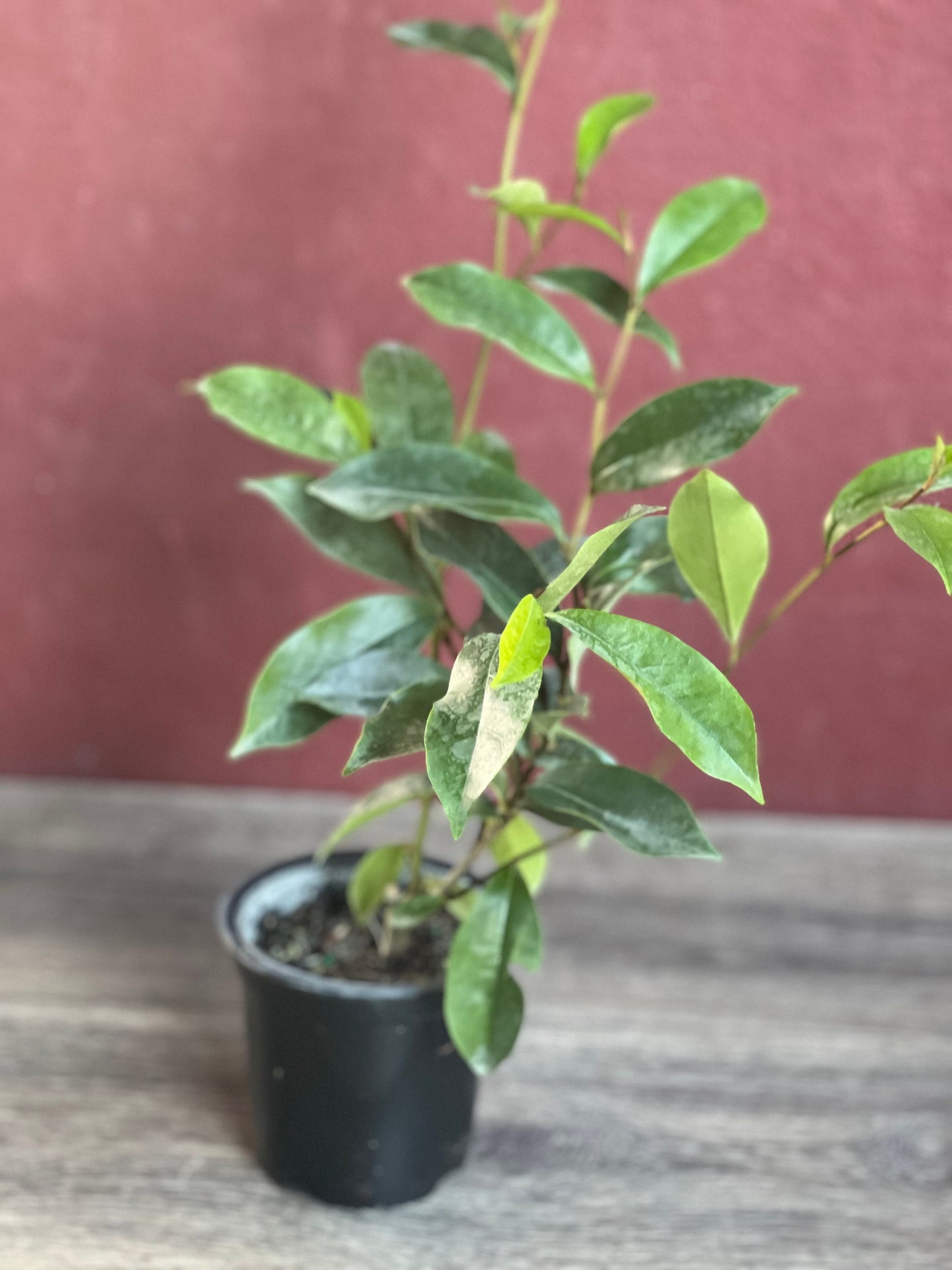 Magnolia figo, Michelia figo – Banana shrub in 4" Pot