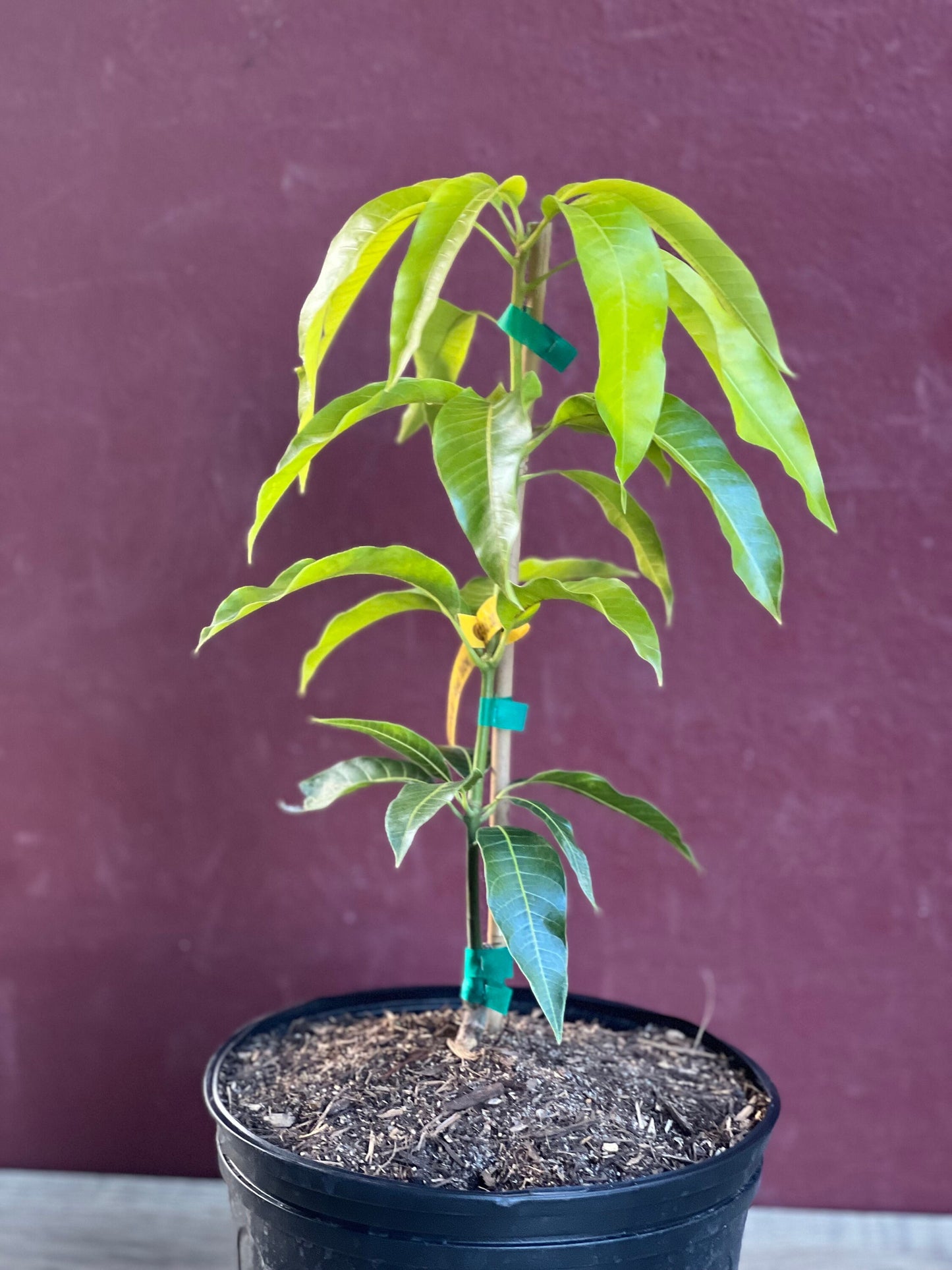 Triple Sec mango , grafted in 3 gallons pot. No Ship to CA and HI