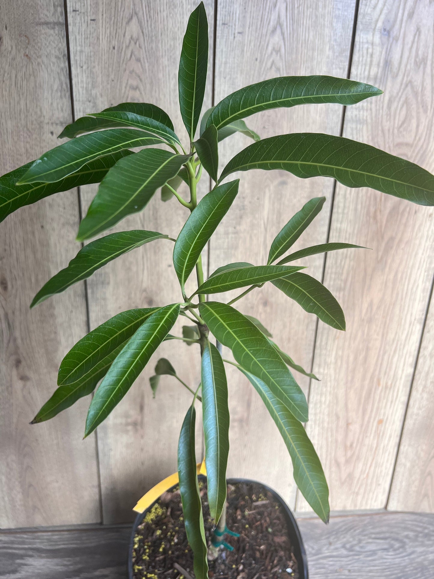 Mallika Mango Tree. grafted in 3 gallons pot, No Ship to CA and HI