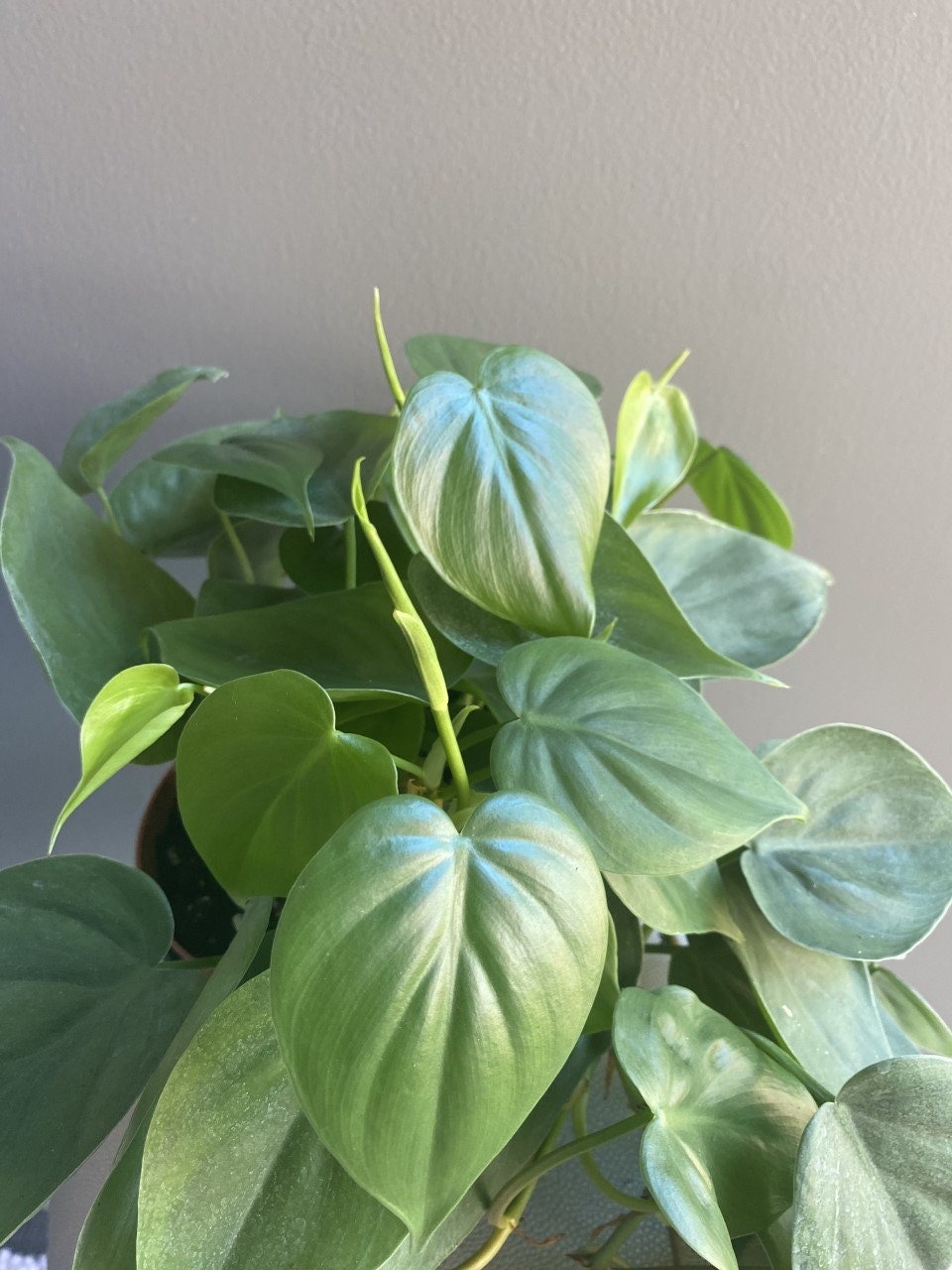 Philodendron cordatum “heartleaf”- live house plant- indoor plant, trailing and vining plant