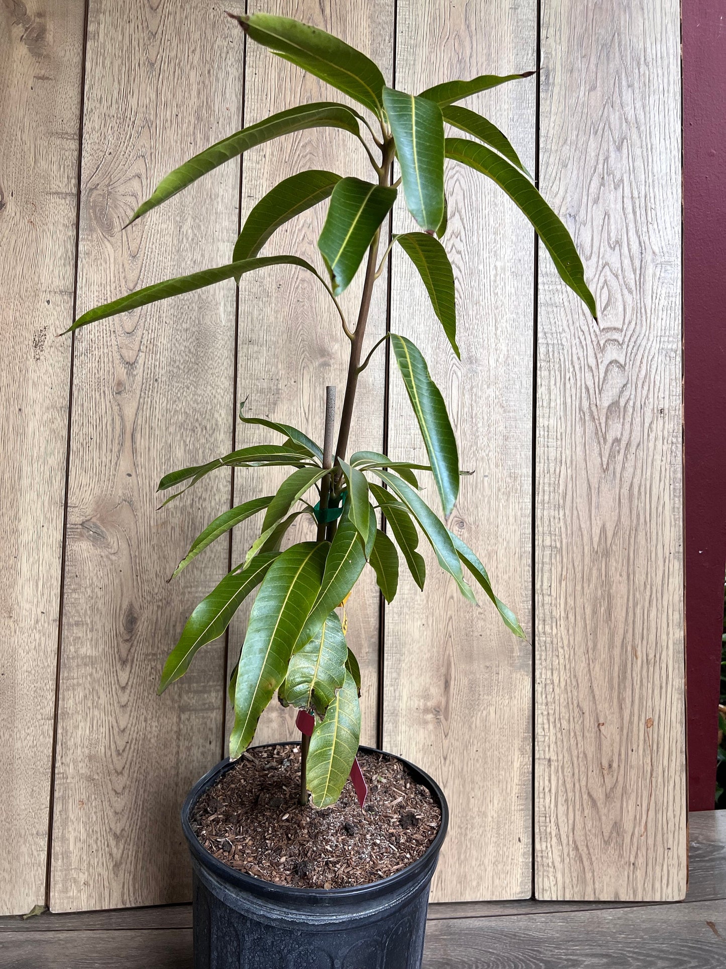 Tommy Atkins Mango Tree. grafted in 3 gallons pot, No Ship to CA and HI