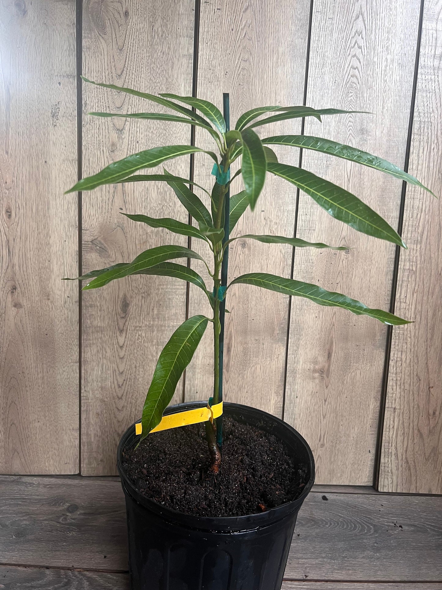 Ice Cream Mango Tree. grafted in 3 gallons pot, No Ship to CA and HI