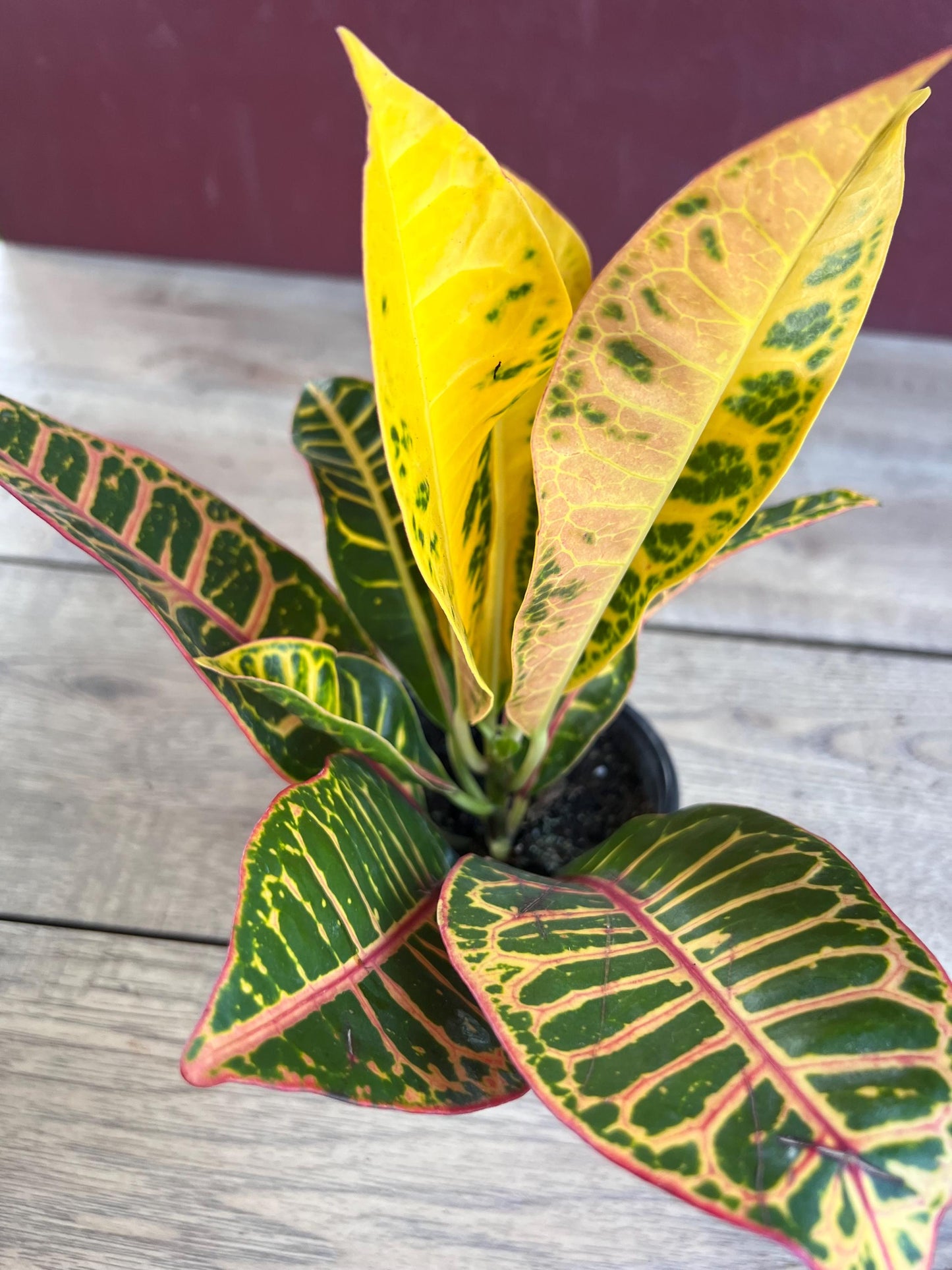 Croton Petra in 4" Pot, house plant, indoor, outdoor