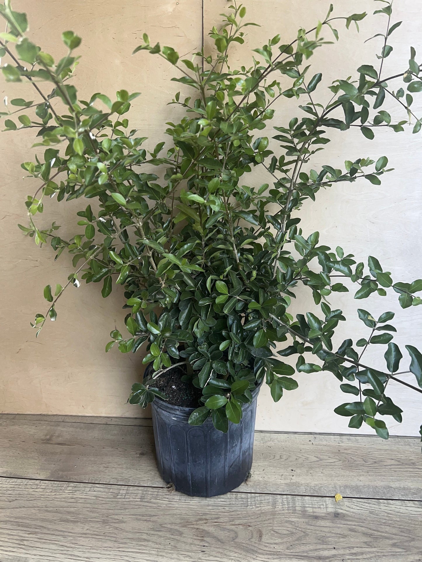 Acerola Cherry, Barbados Cherry Plant in 10" Pot, No Ship to CA and HI